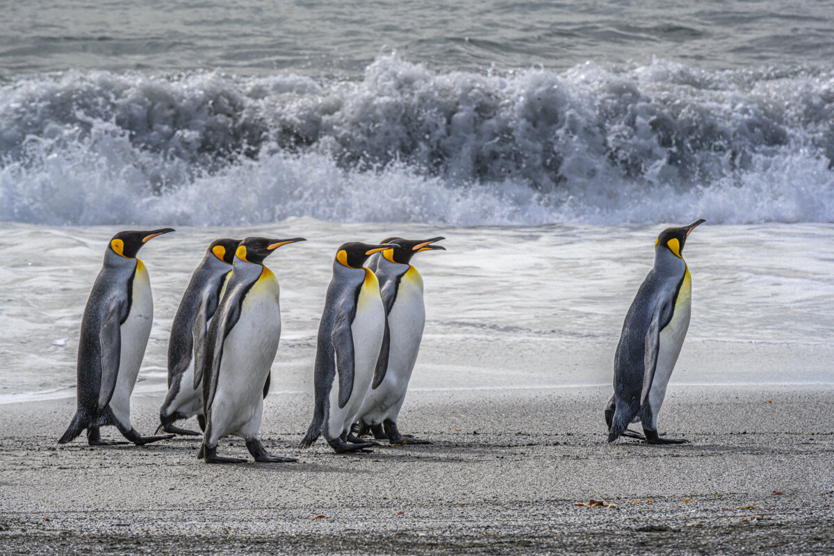 King Penguins Marching in front of Crashing Wave
