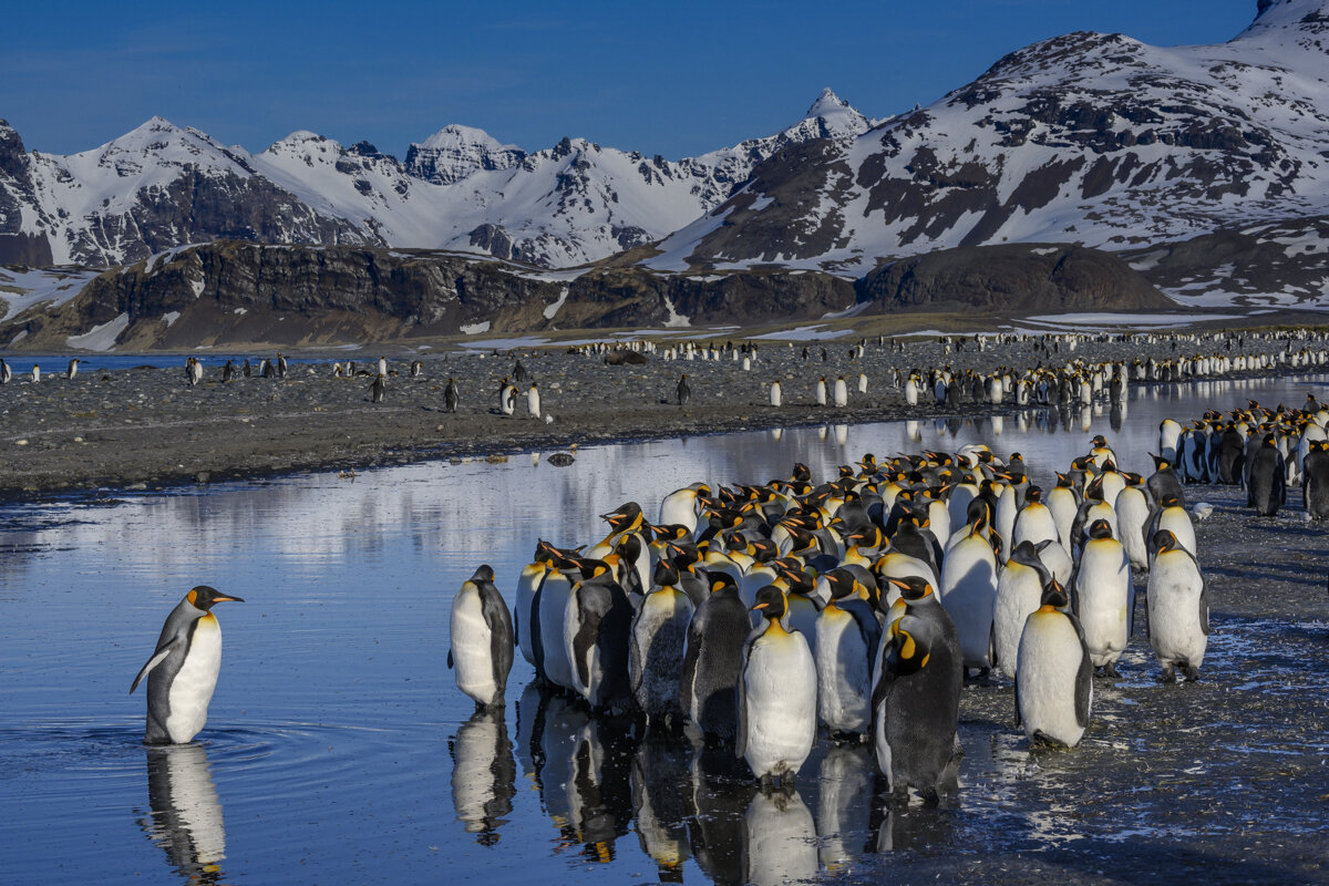 King Penguin of Salisbury Instructs the Flock