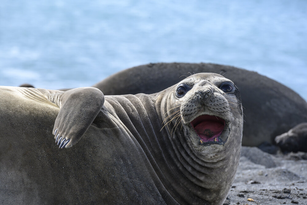 Elephant Seal Female Flips off the Photographer