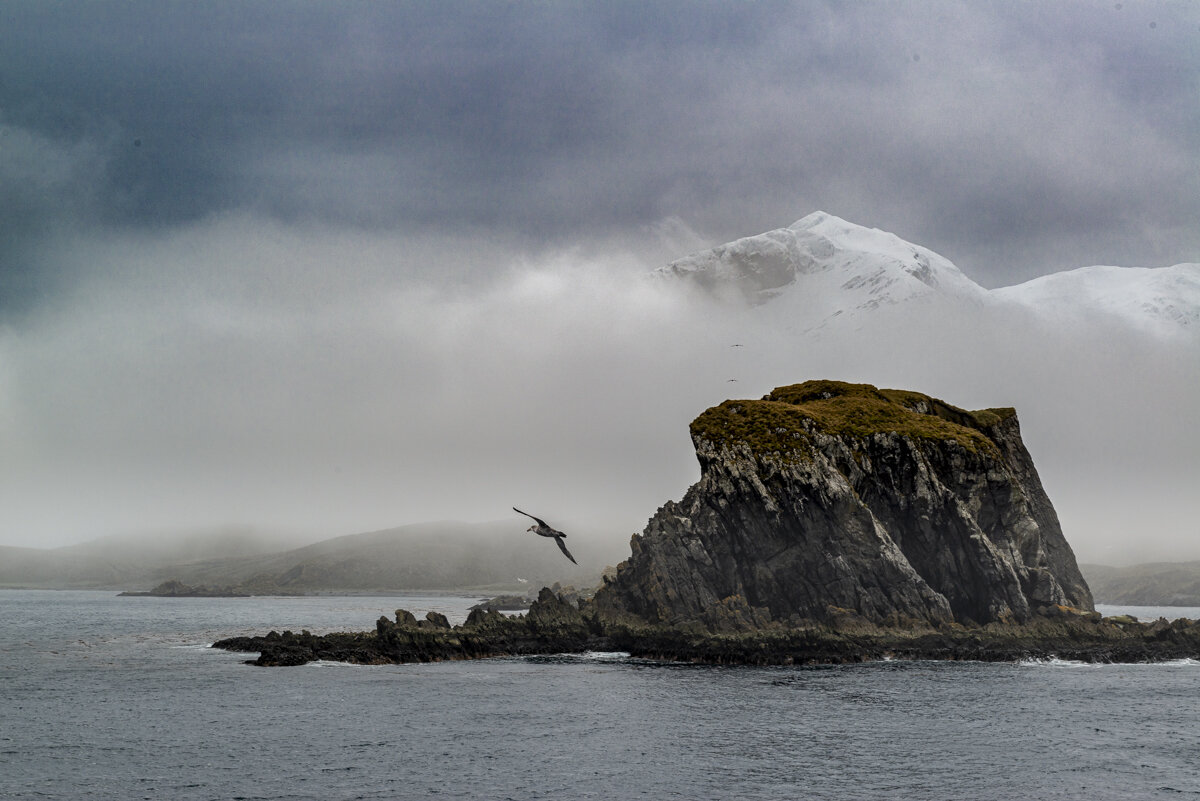 Giant Petrel Circles Island in front of Snowy Peak