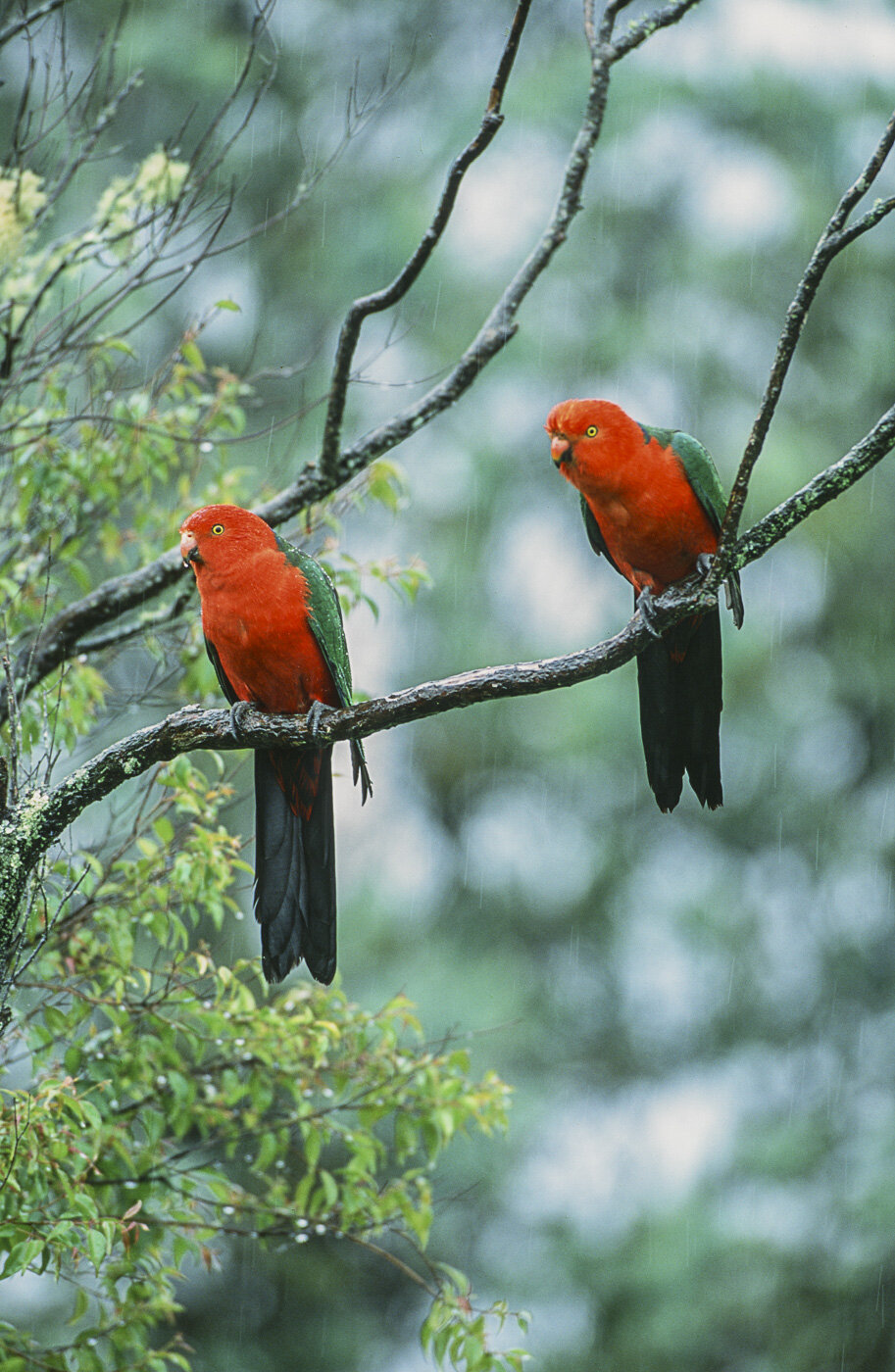 Two Male Australian King Parrots perched on branch, Lamington National Park, Australia.