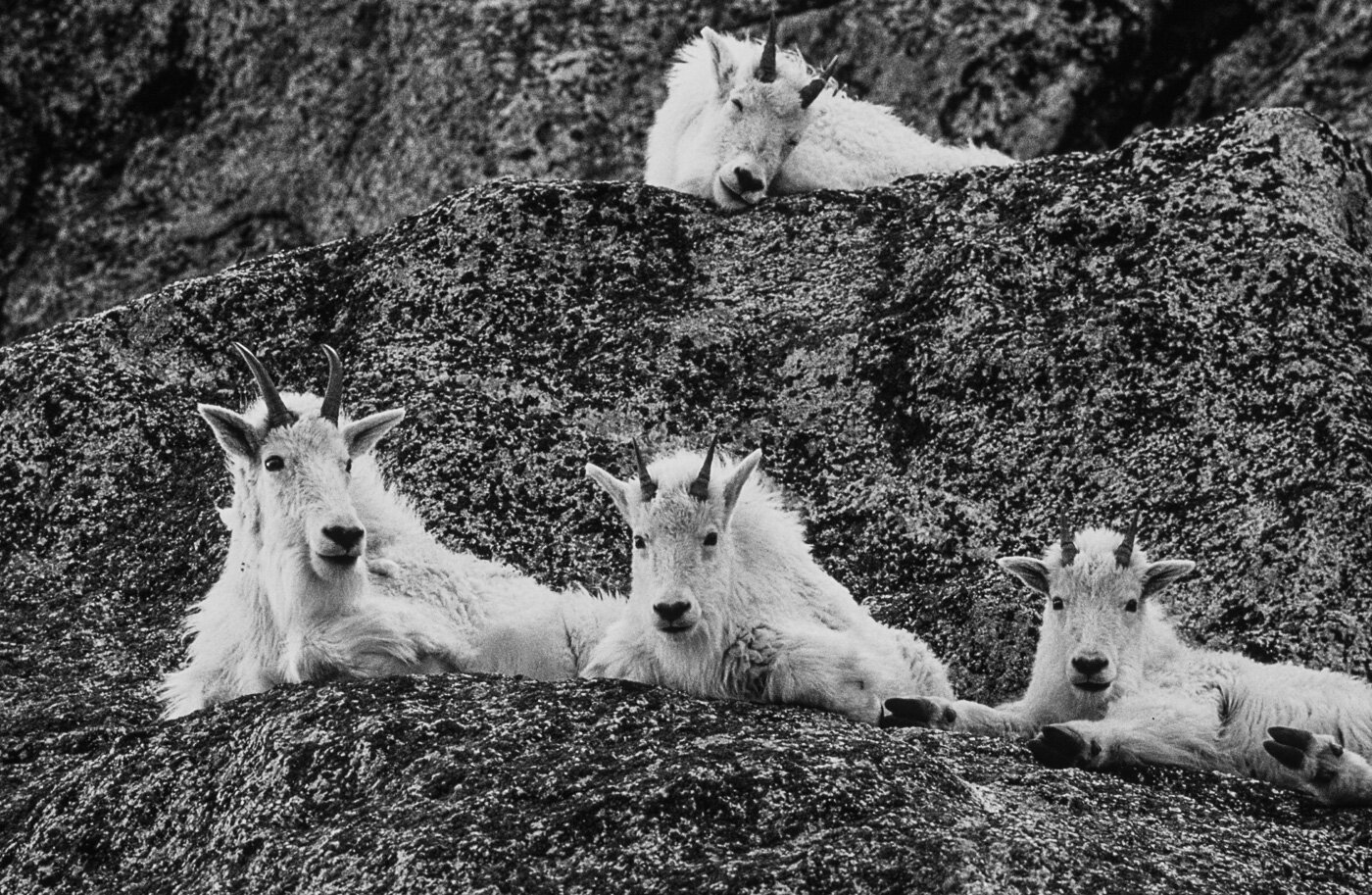 Black and White Photograph of Four Mountain Goats perched on a ledge, Colorado.