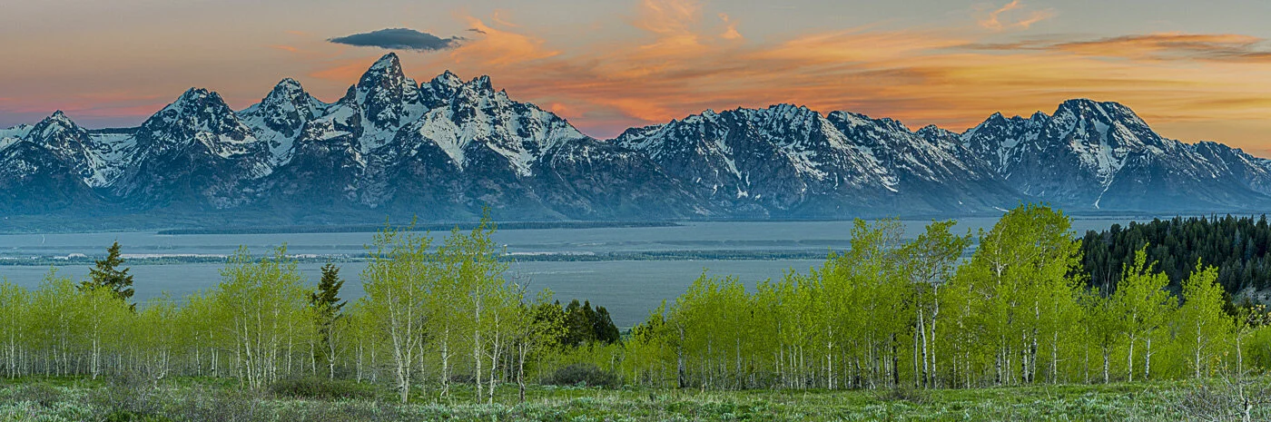 "Panoramic Tetons" - The Grand Teton, Mount Moran, and spring Aspen Trees a