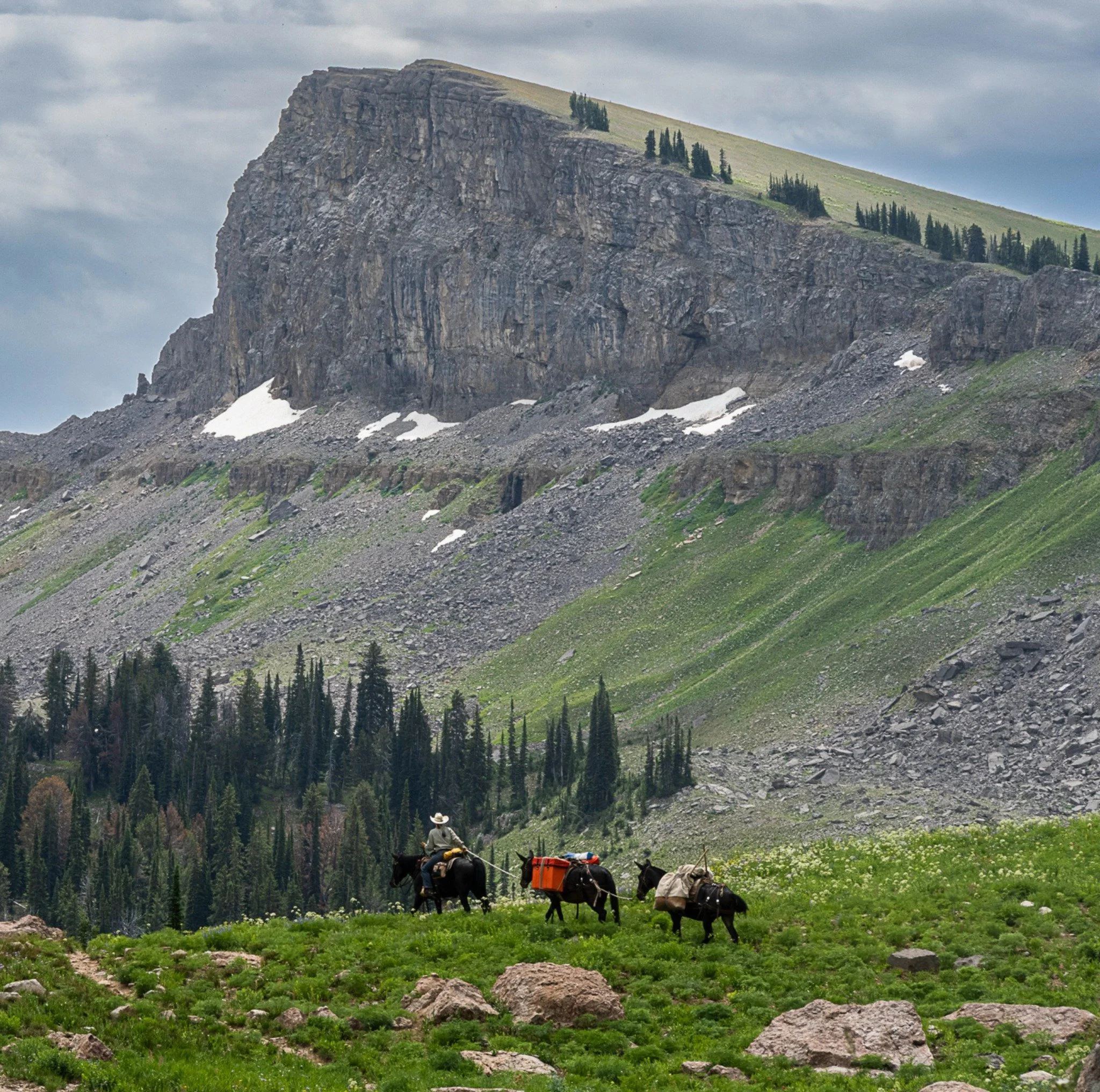 Pack Train in the Tetons