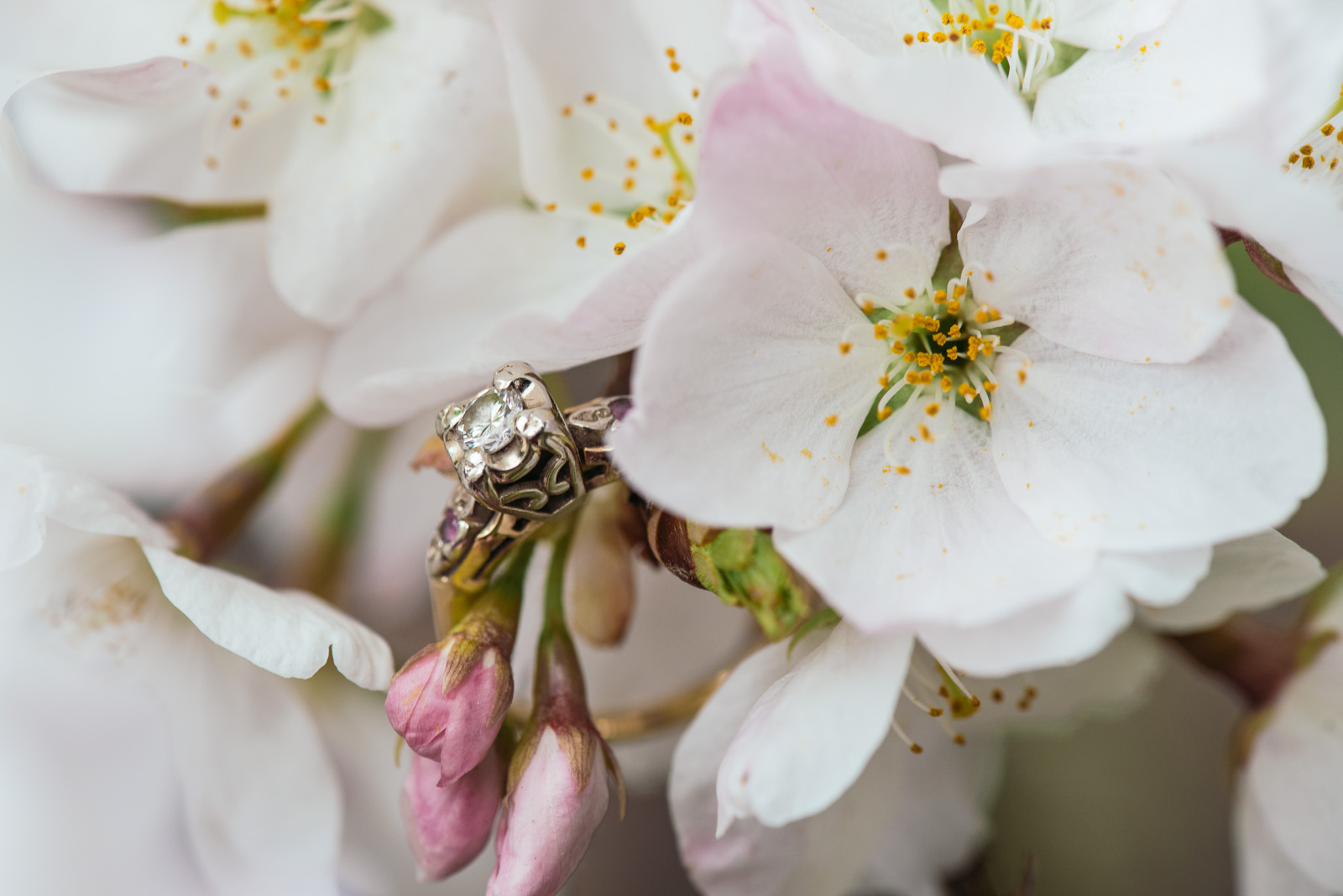 victoria-wedding-photographers-stanley-park-engagement-session-8.jpg