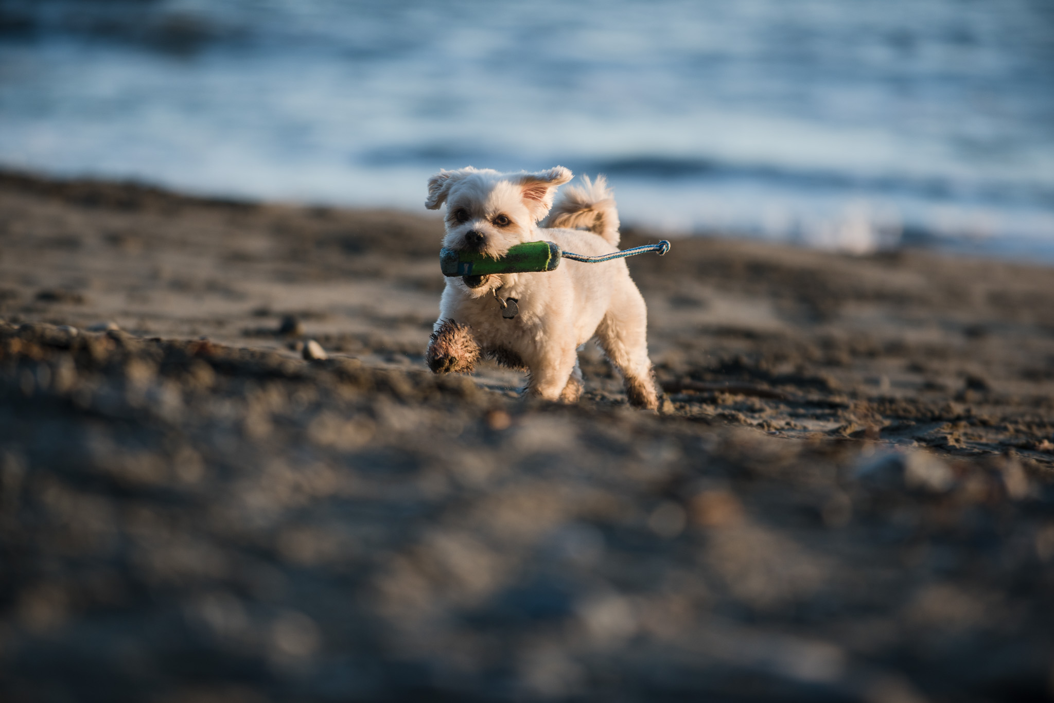 mystic-beach-engagement-victoria-wedding-photographer-21.jpg