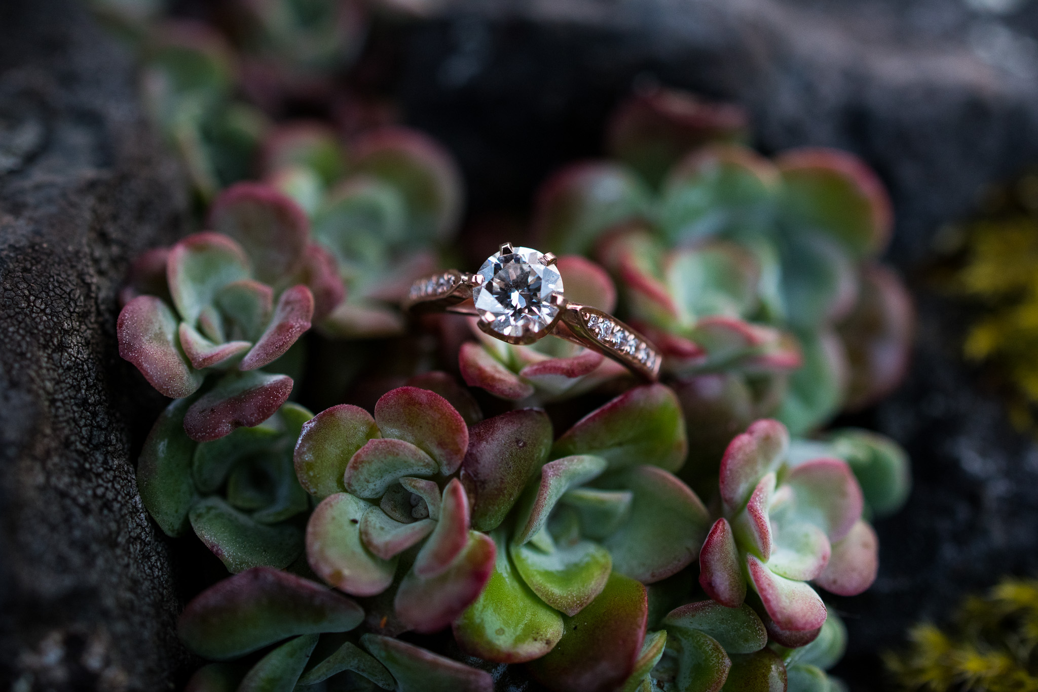 east-sooke-park-engagement-victoria-wedding-photographers-22.jpg