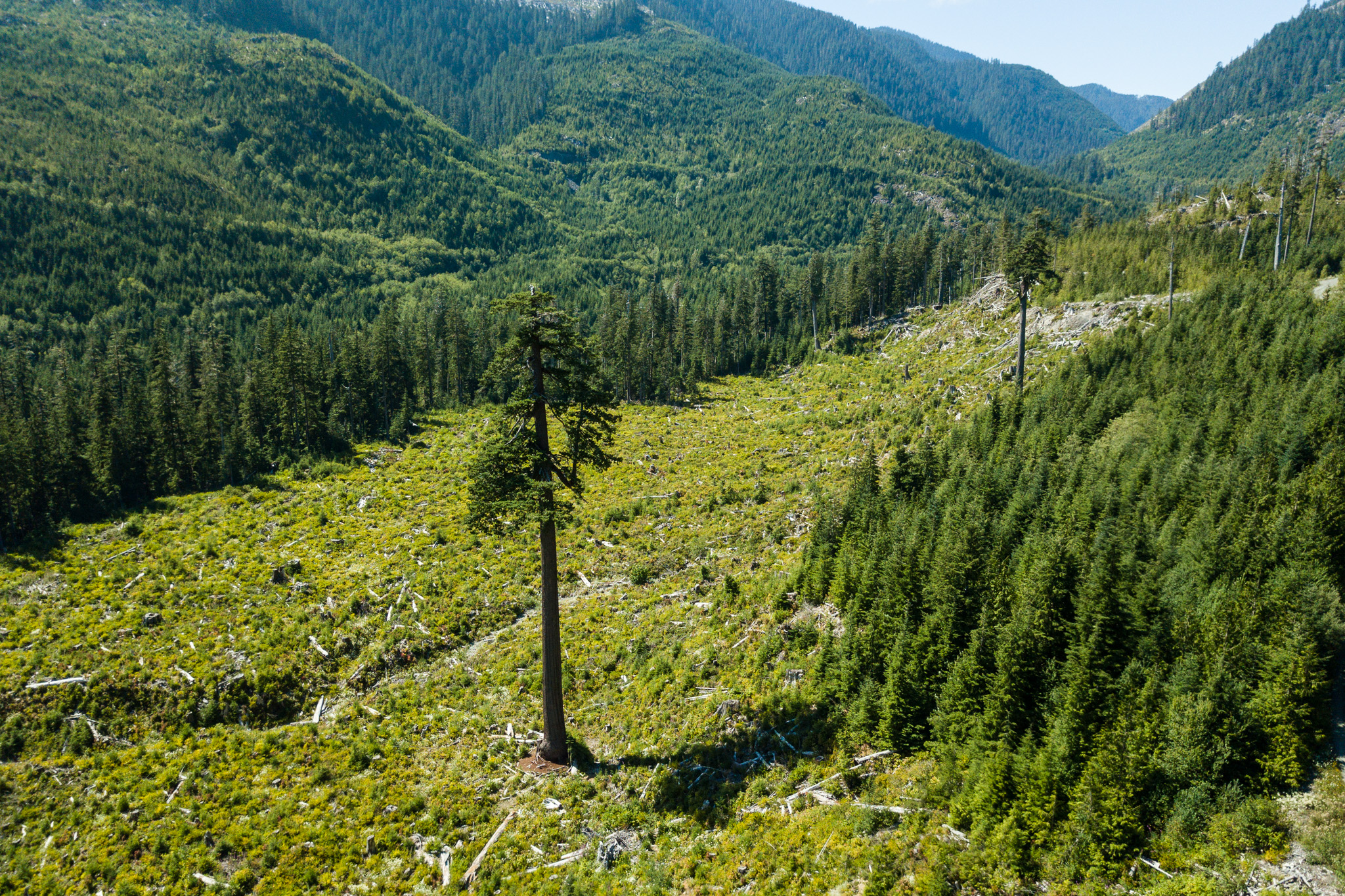 This is a giant Douglas Fir tree known as "Big Lonely Doug". It's a bit of a 4x4 to get to, but well worth the trip! We've taken almost every visitor we've hosted up to this location. Doug was used as an anchor point to haul in other trees that were logged from this clearing, then for whatever reason he was left standing, the lone tree in the field. For additional size perspective, check out THIS SHOT from a previous trip, with Sayde standing at the bottom of the tree! 
