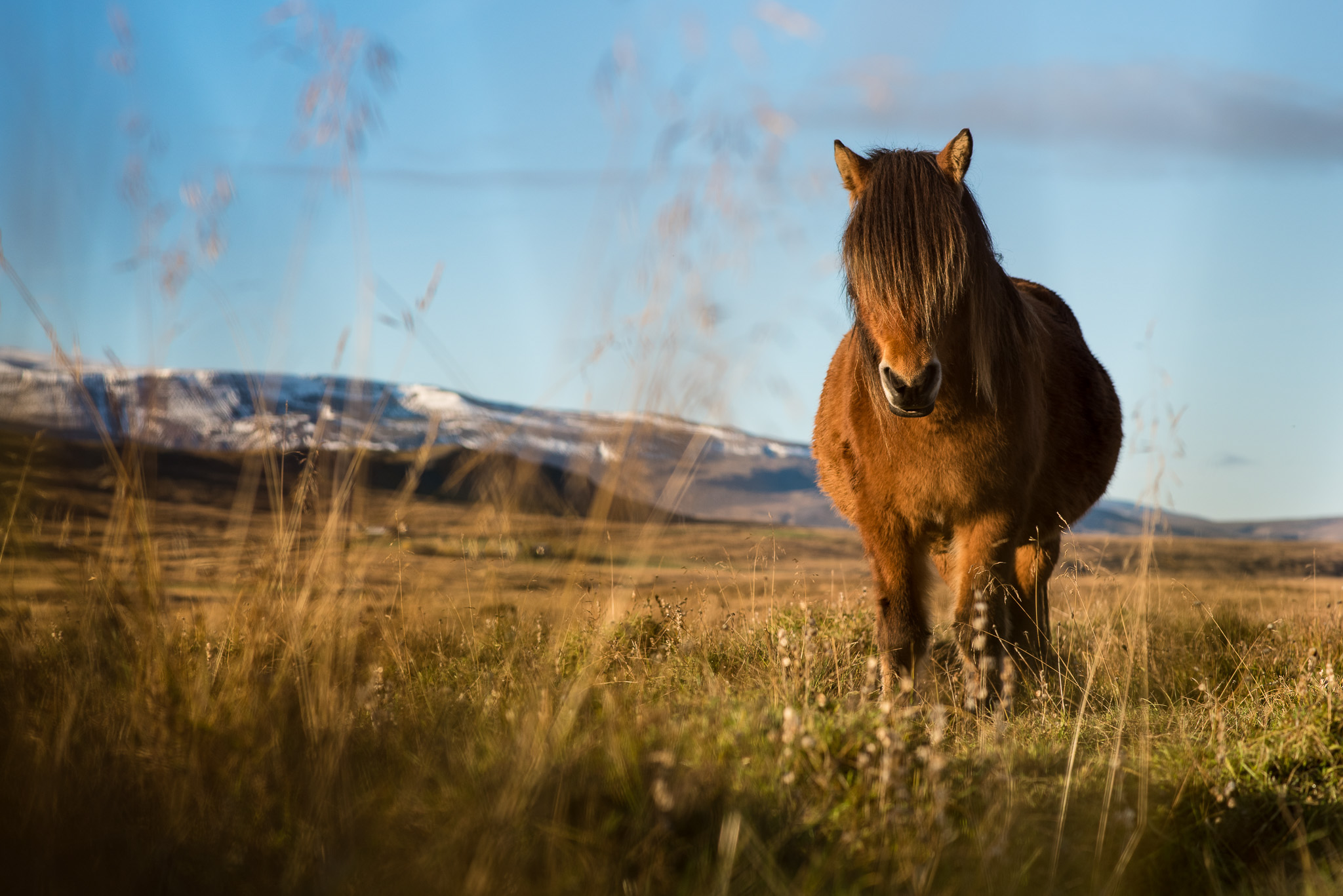 Pregnant photographer portrait of a pregnant Icelandic horse.