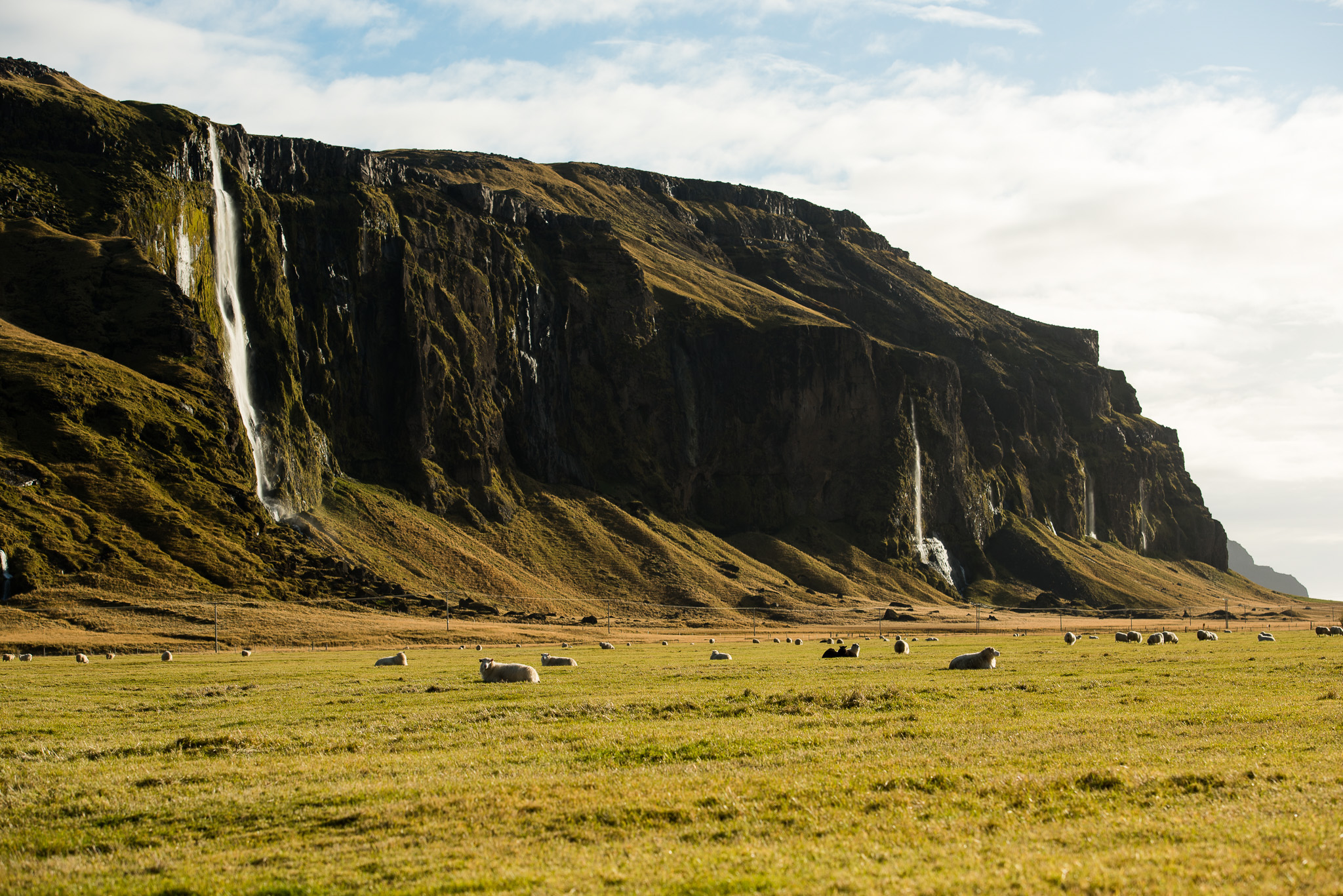 Iceland in a nutshell: sheep and waterfalls.