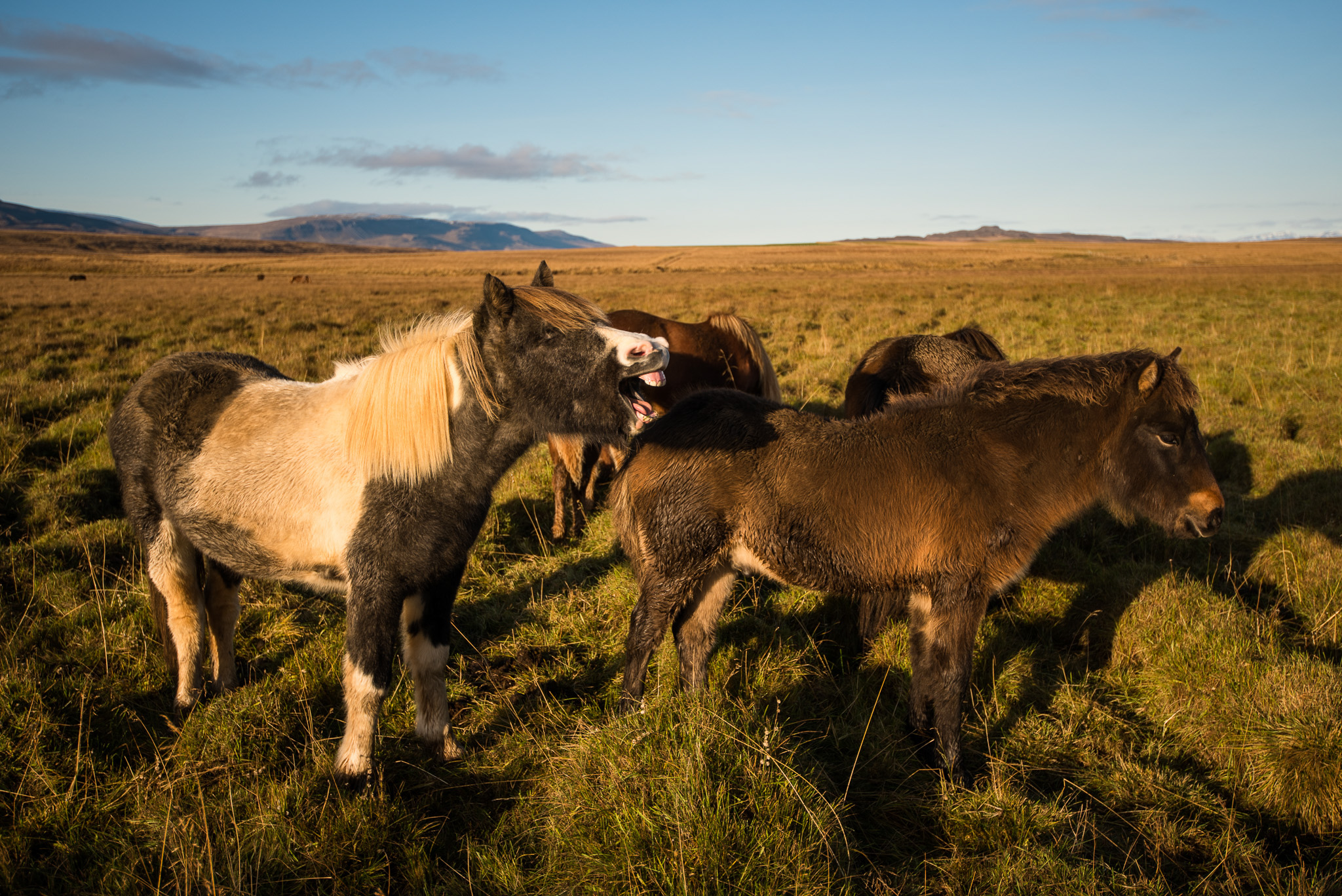 Never enough Icelandic horses.
