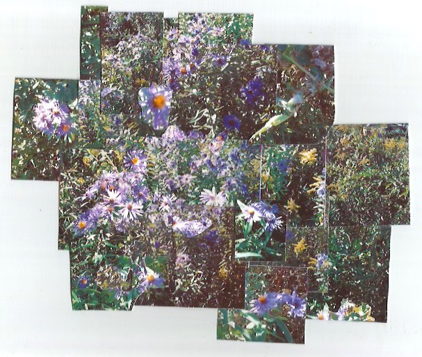 pretty sure these are weeds