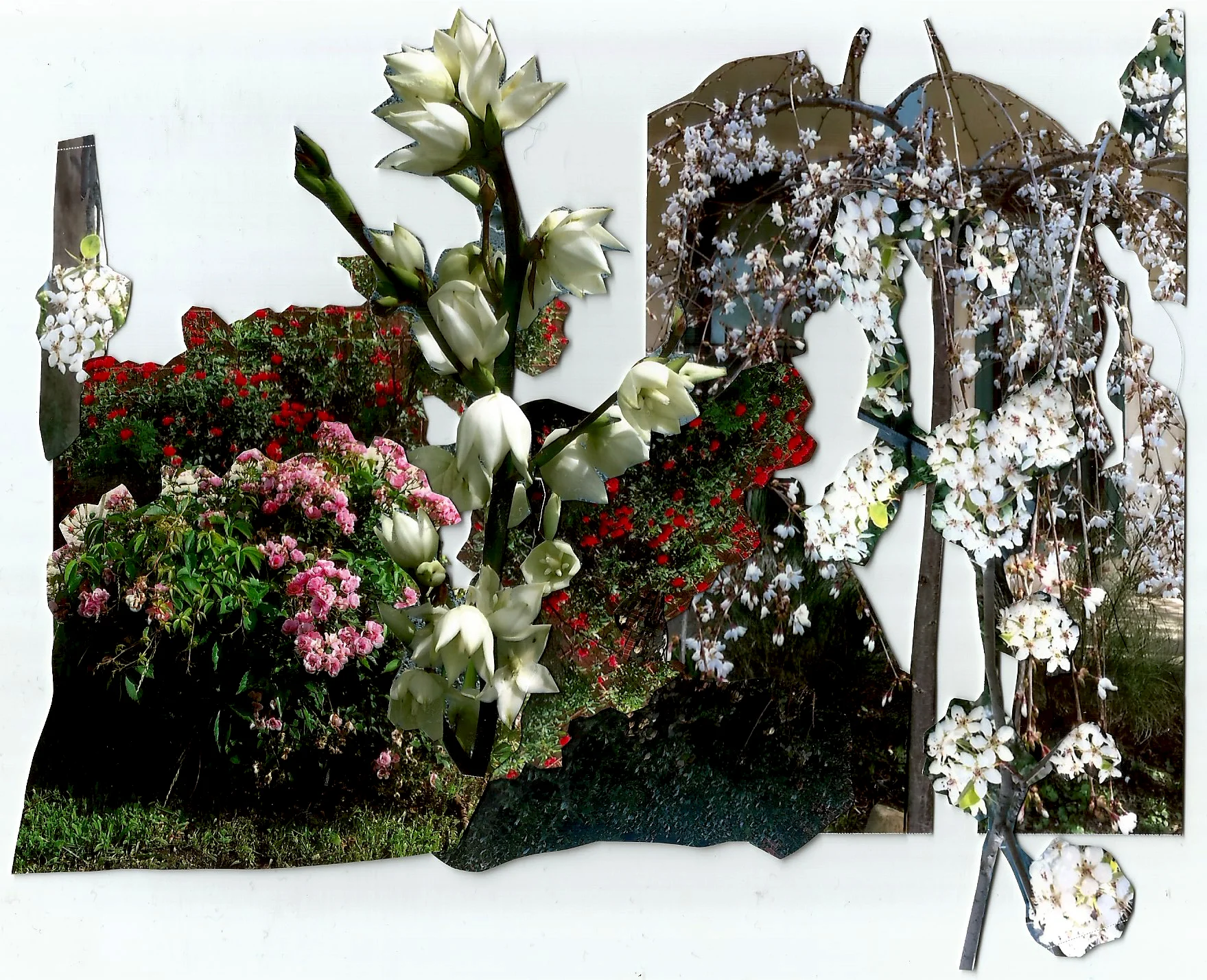 flowers from my neighborhood