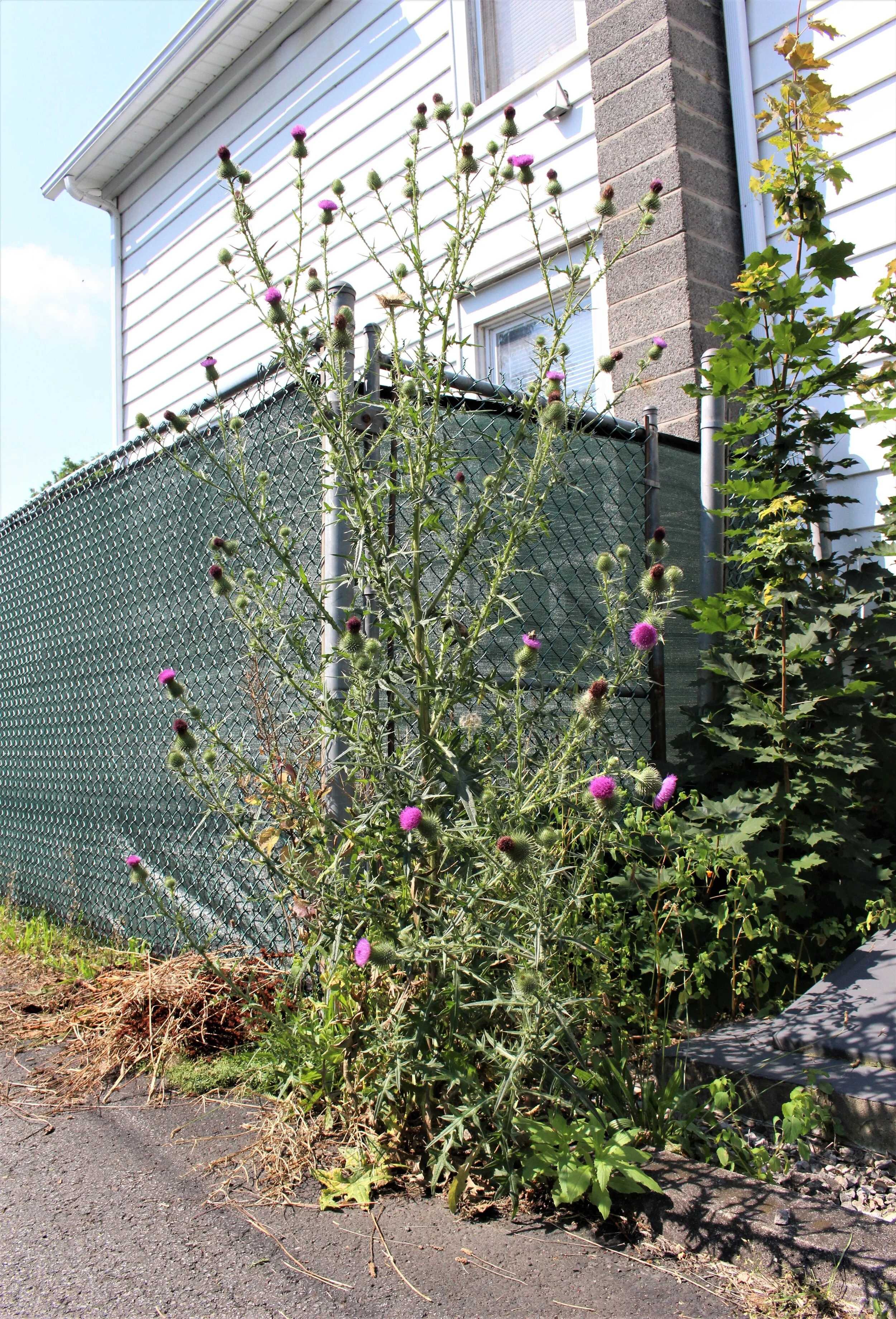 the milk thistle of chestnut street