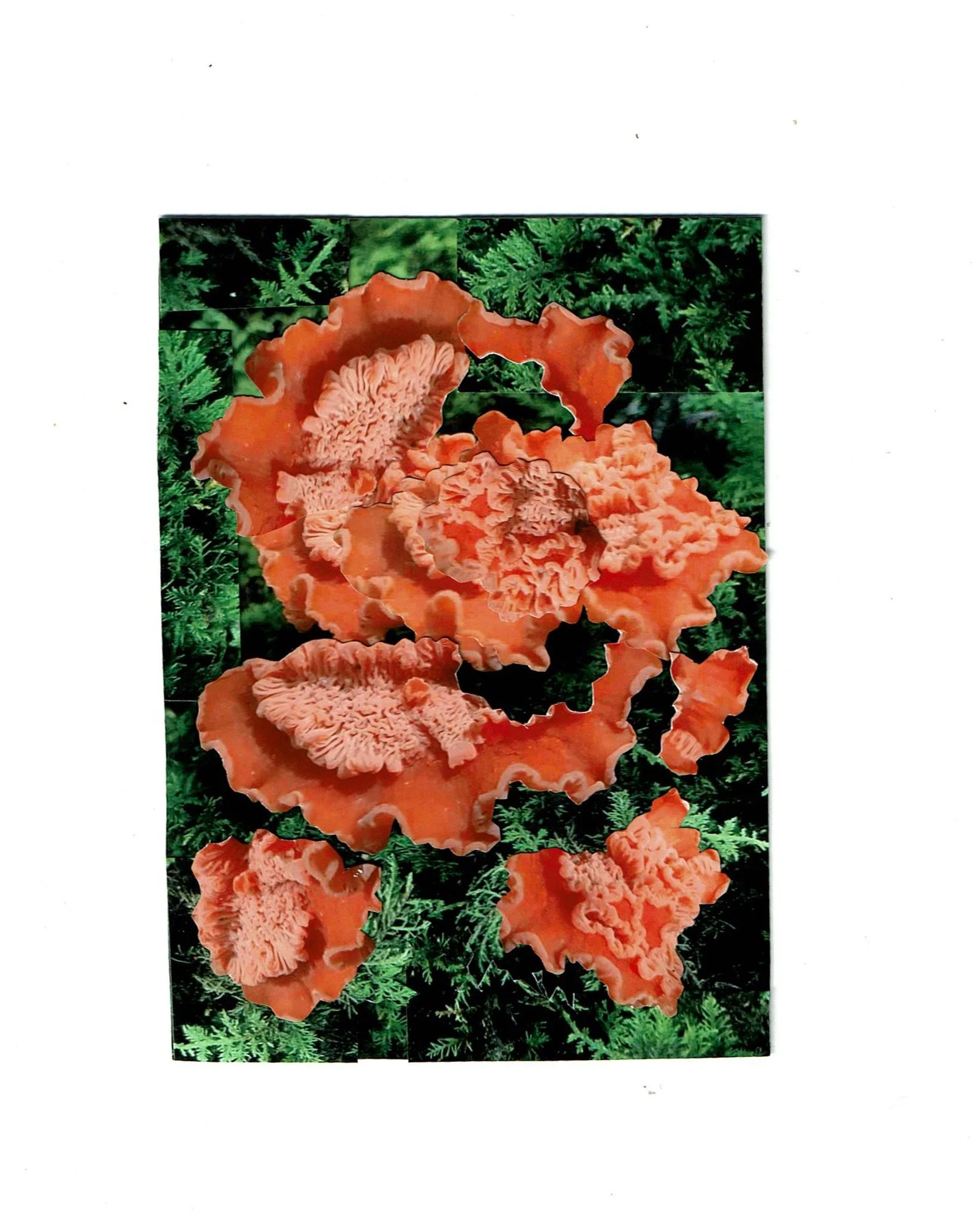 mushrooms from virginia