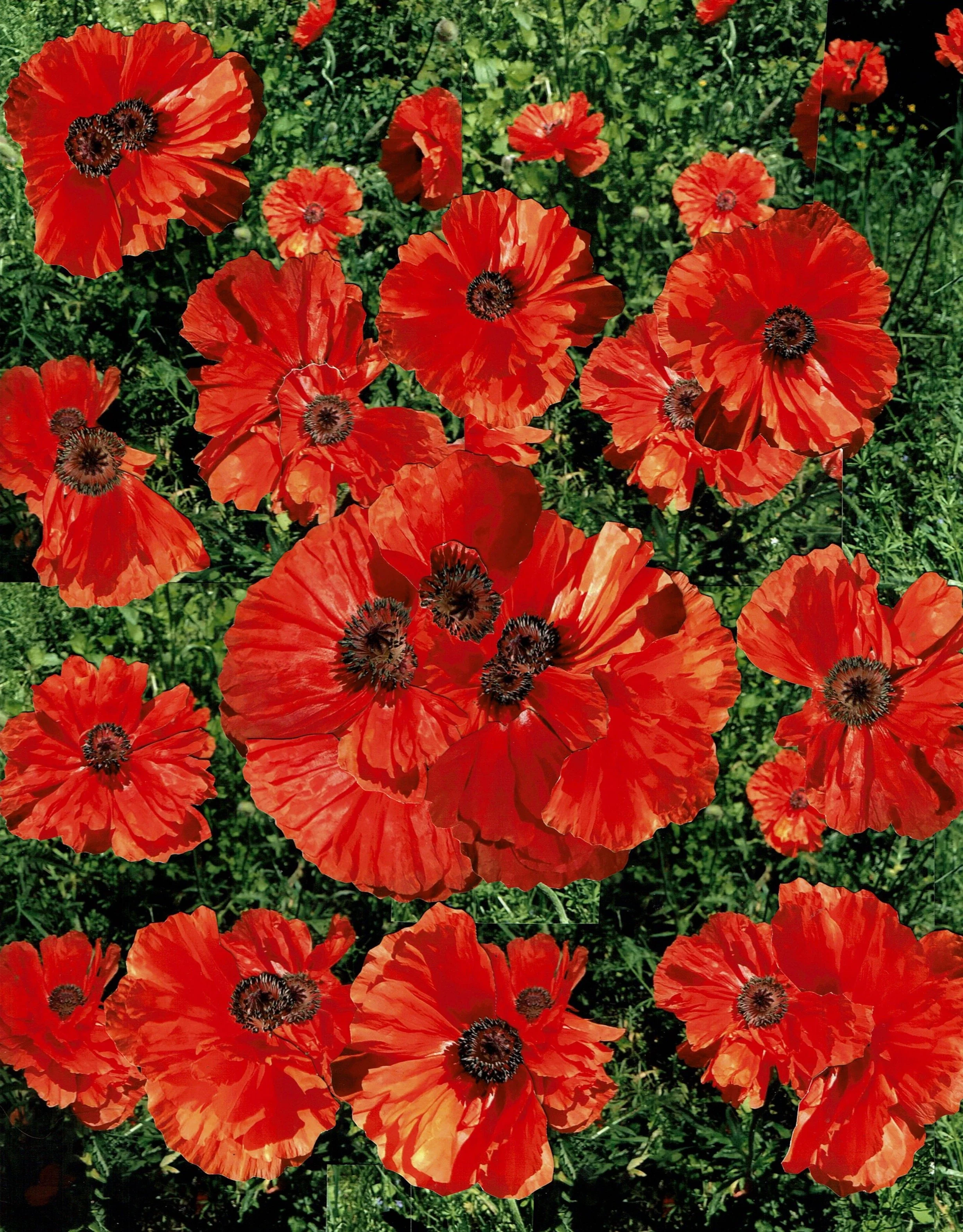 a field of poppies for christmas