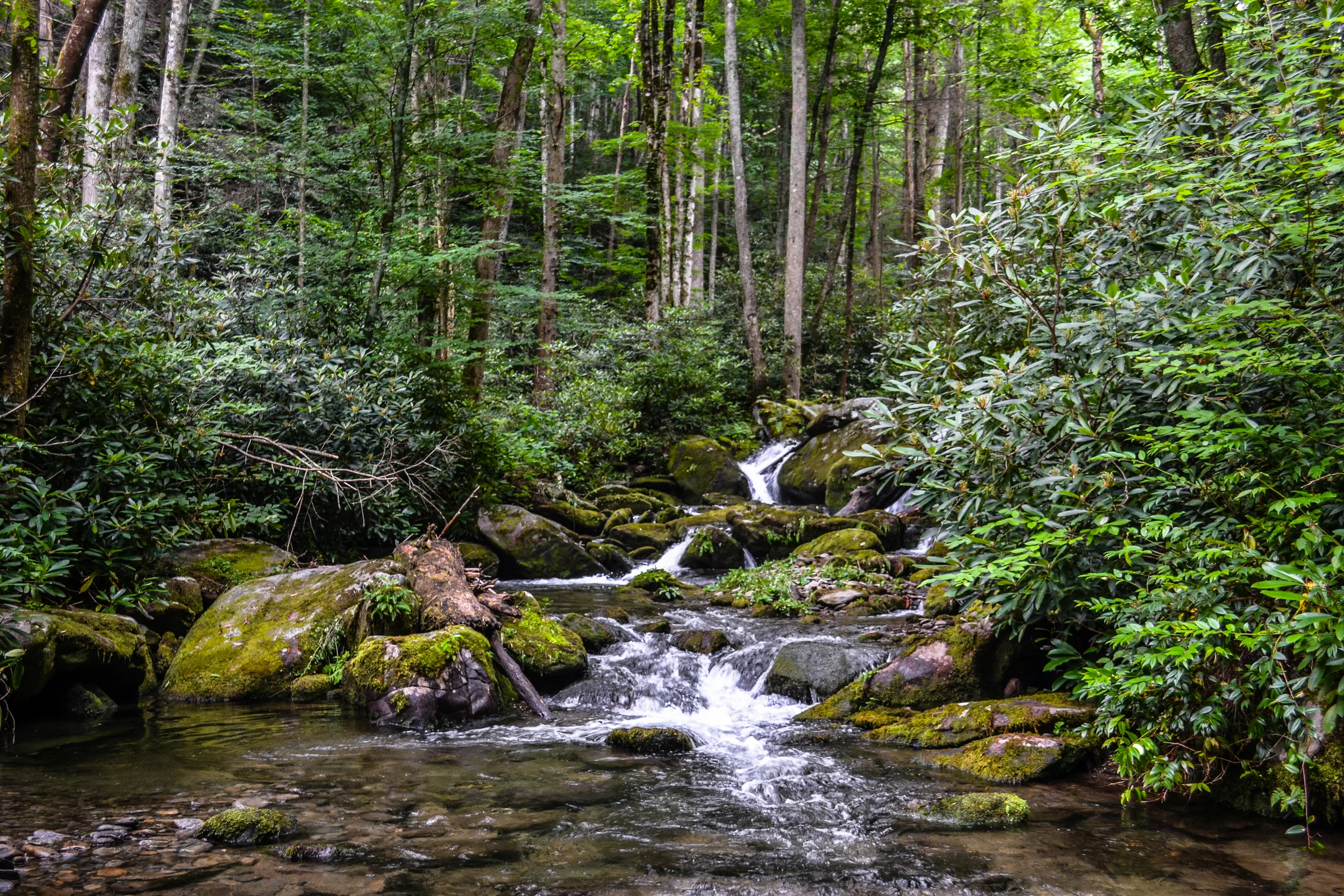DSC_0036.jpg