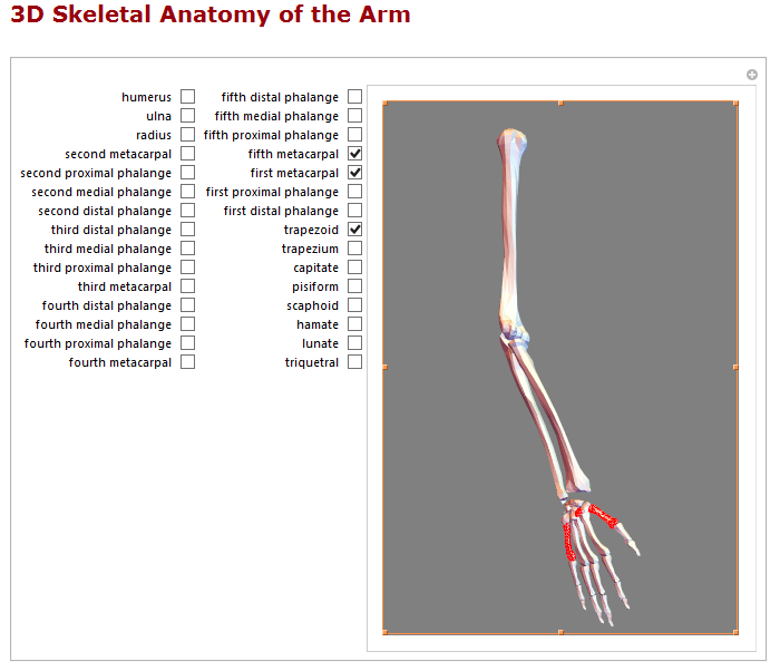 3D skeletal anatomy of the arm