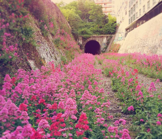 Tunnel of Love in Klevan, Ukraine 