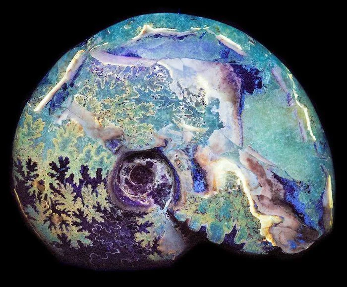 3_Ammonite.jpg