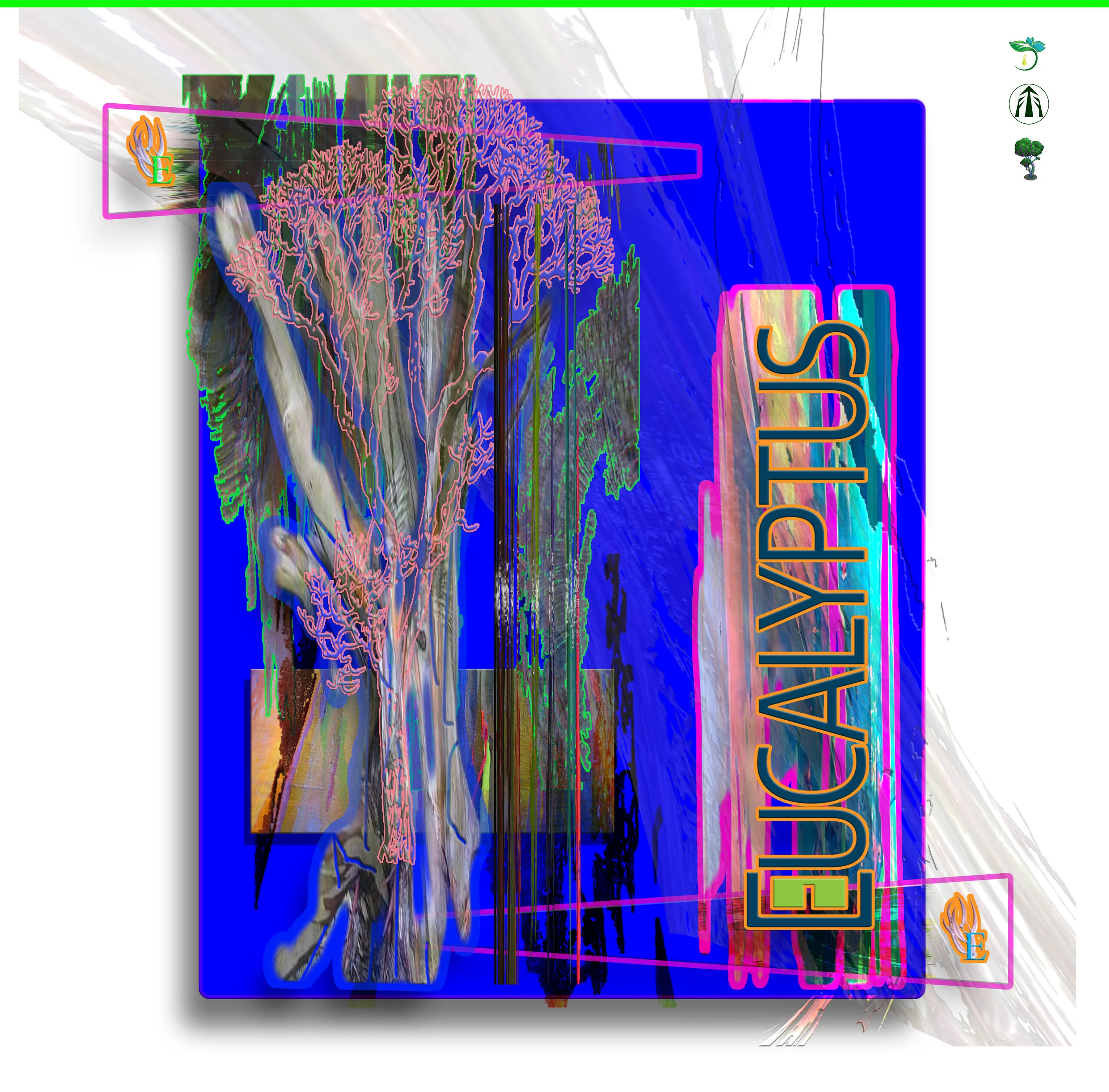 eucalyptus.jpg