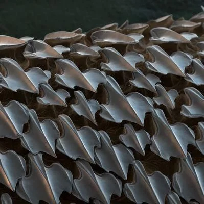 Shark Skin