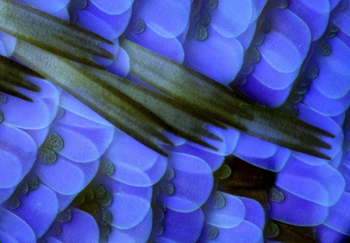 Butterfly Scales