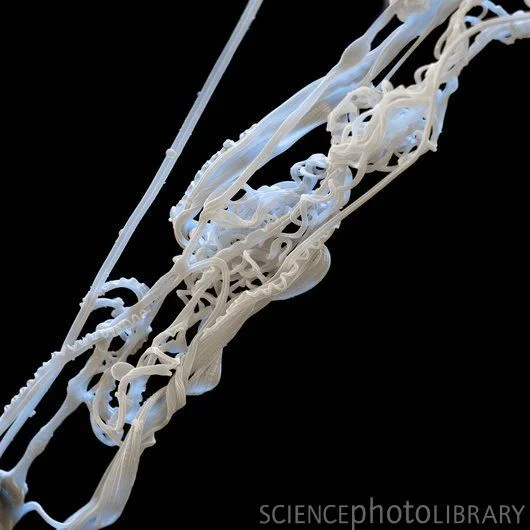 Spider Silk