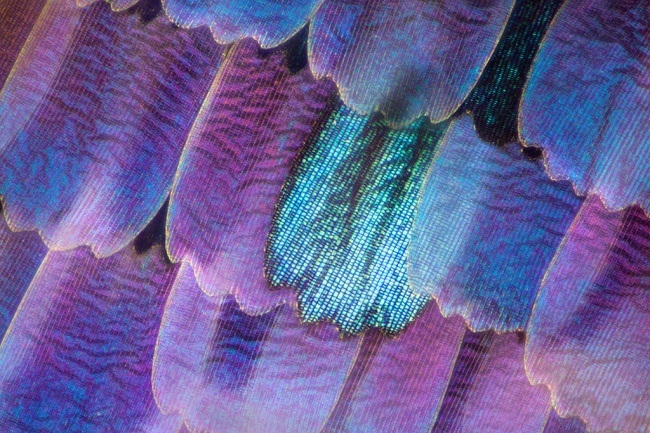 Microphoto