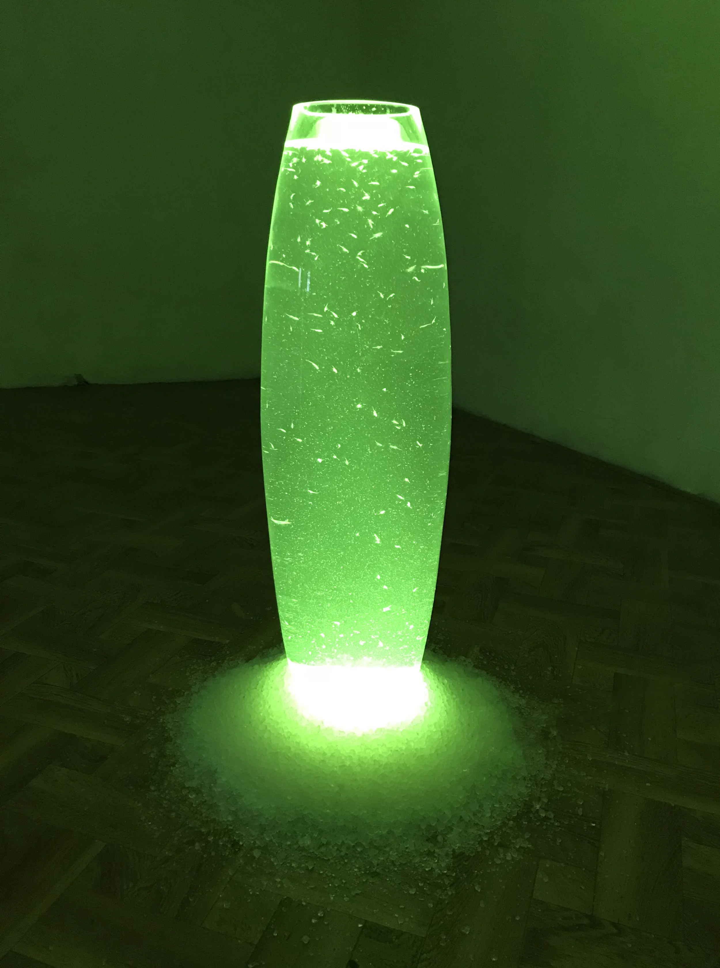 33 Tania Fiaccadori, Sea-Monkeys Cult, installation view, Dimora Artica, 2018.JPG