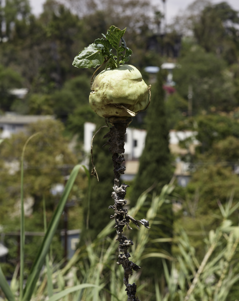 040_luca_francesconi_eternal_digestion.jpg