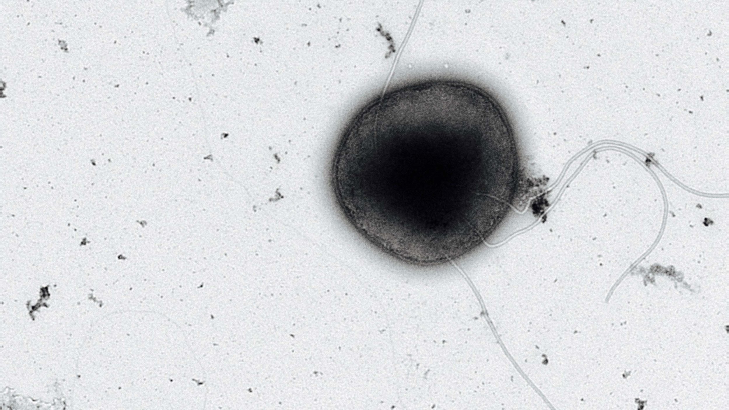 Archaea Cryomicroscope