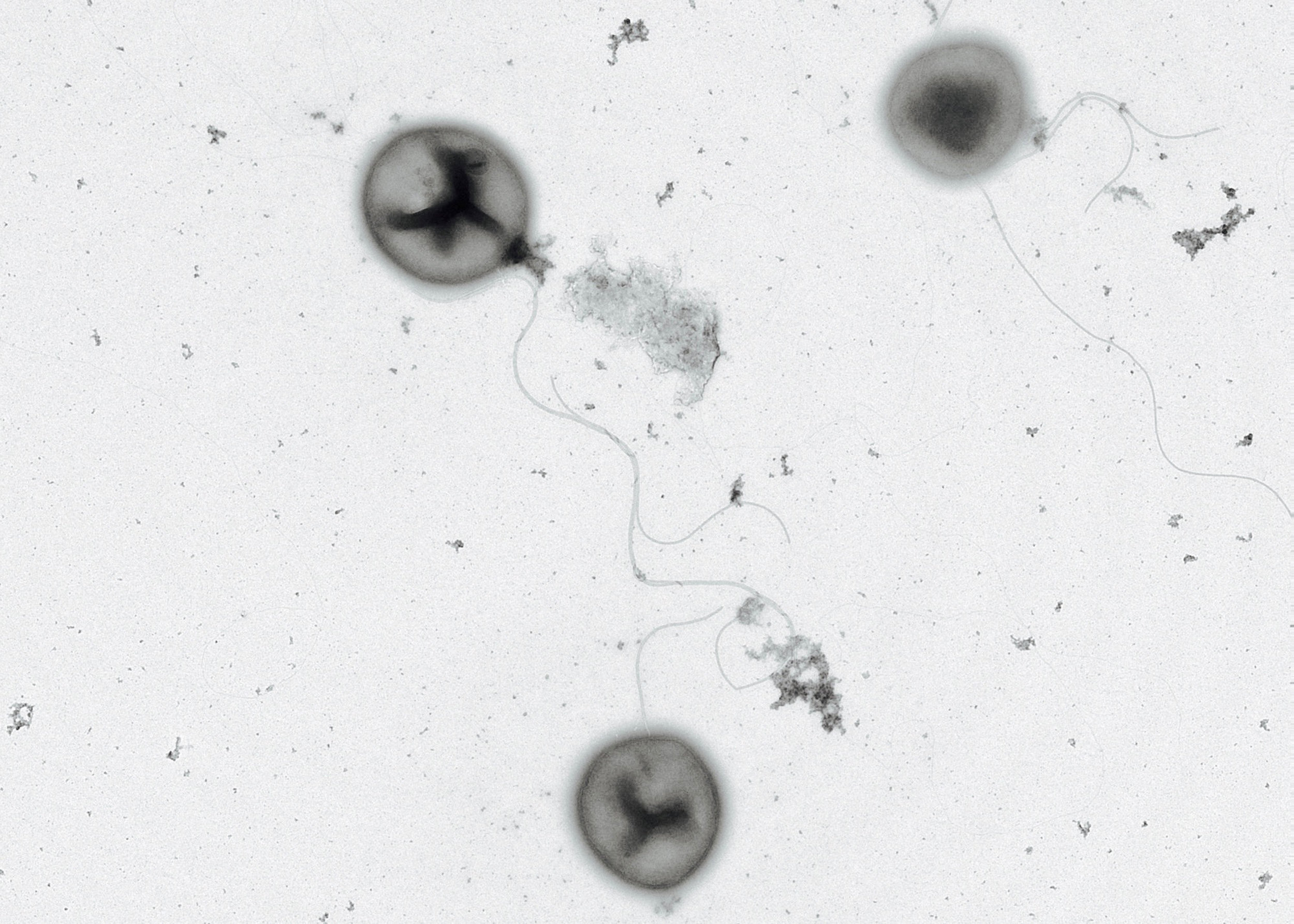 Archaea Cryomicroscope