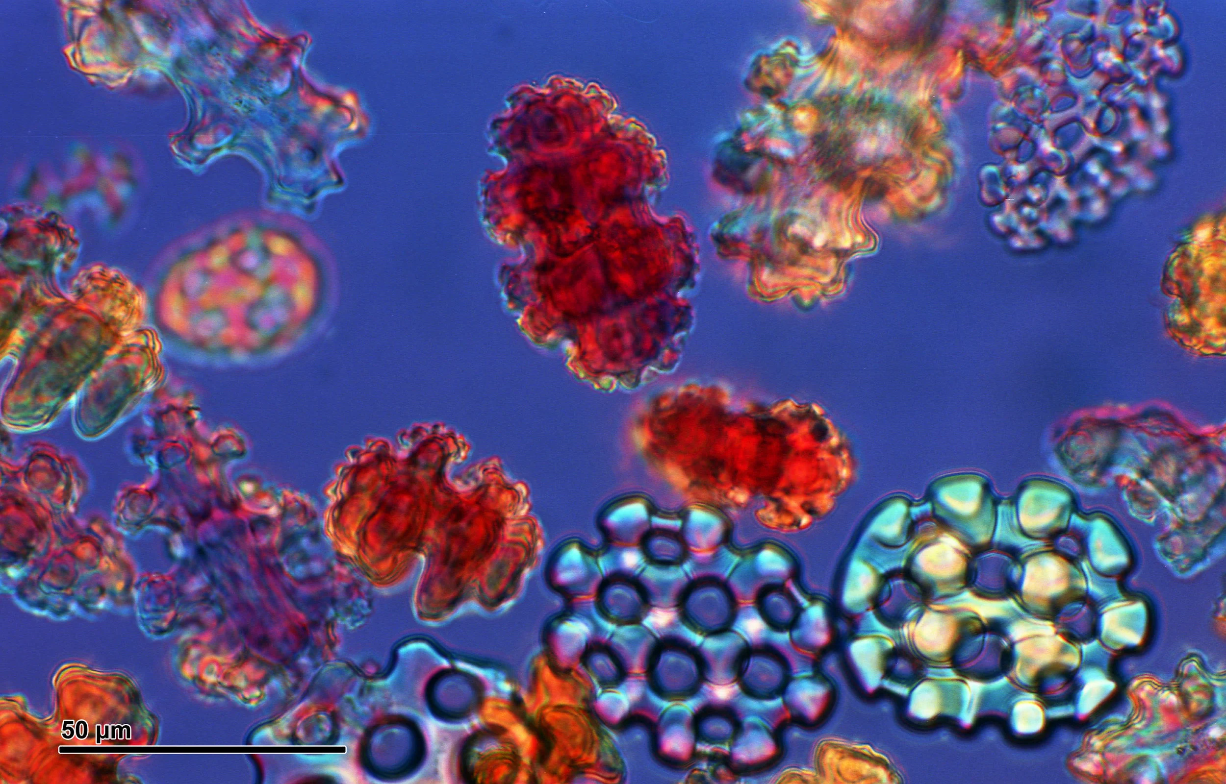 Ossicles and sclerites - various (265 12) From bodies of Porifera.