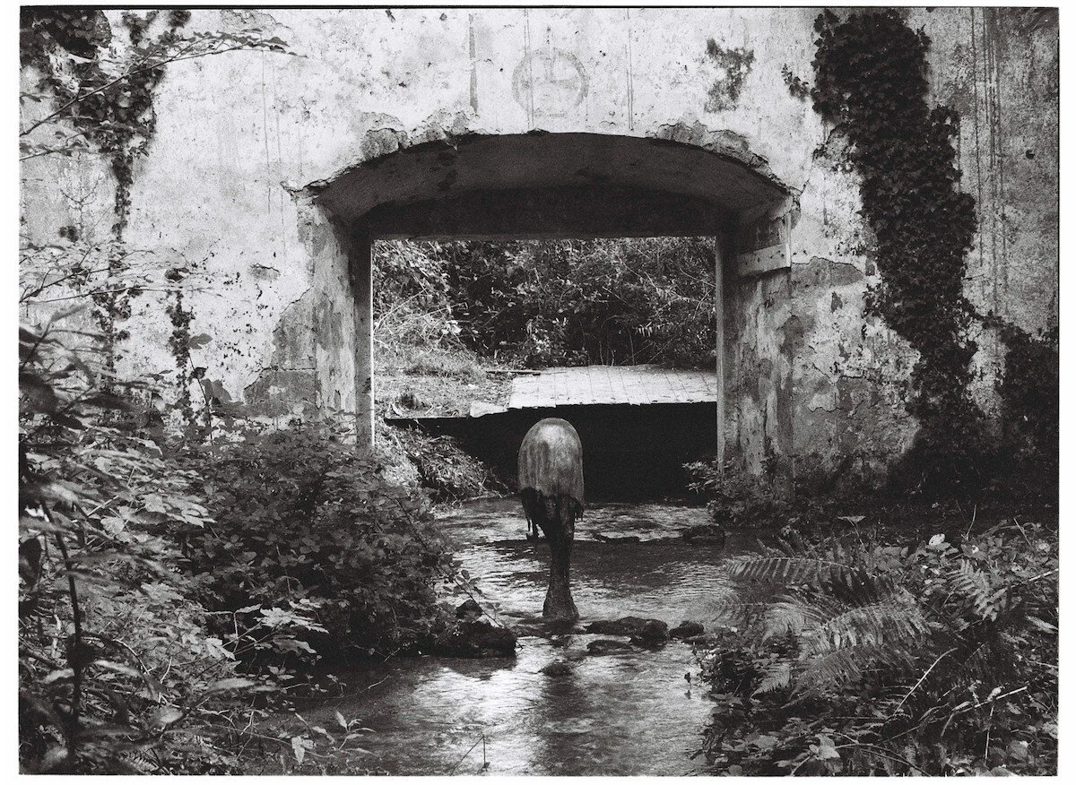 Giorgio Andreotta Calò, Medusa, 2016