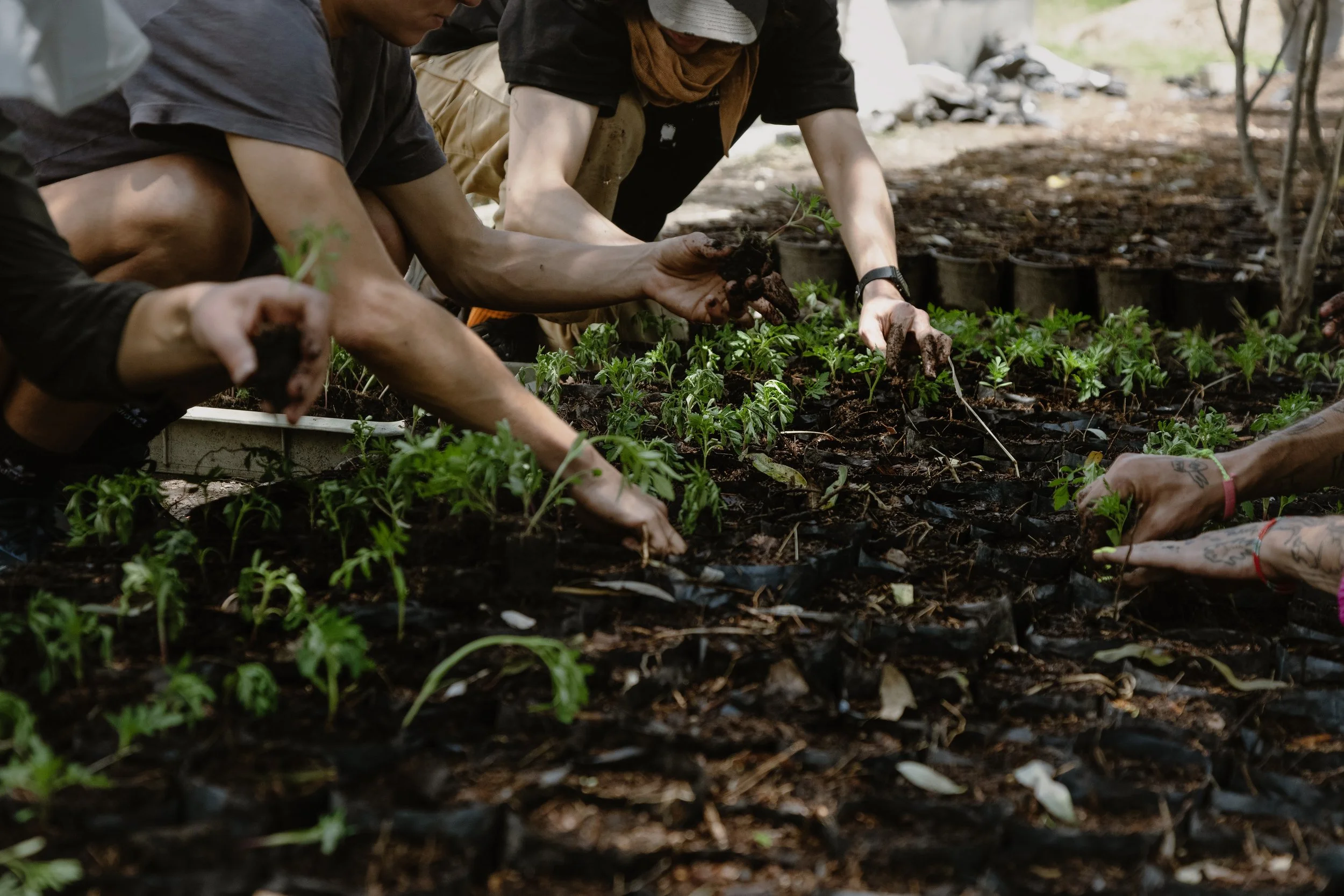 Semana 501_1 para los tiempos de cuevas sónicas