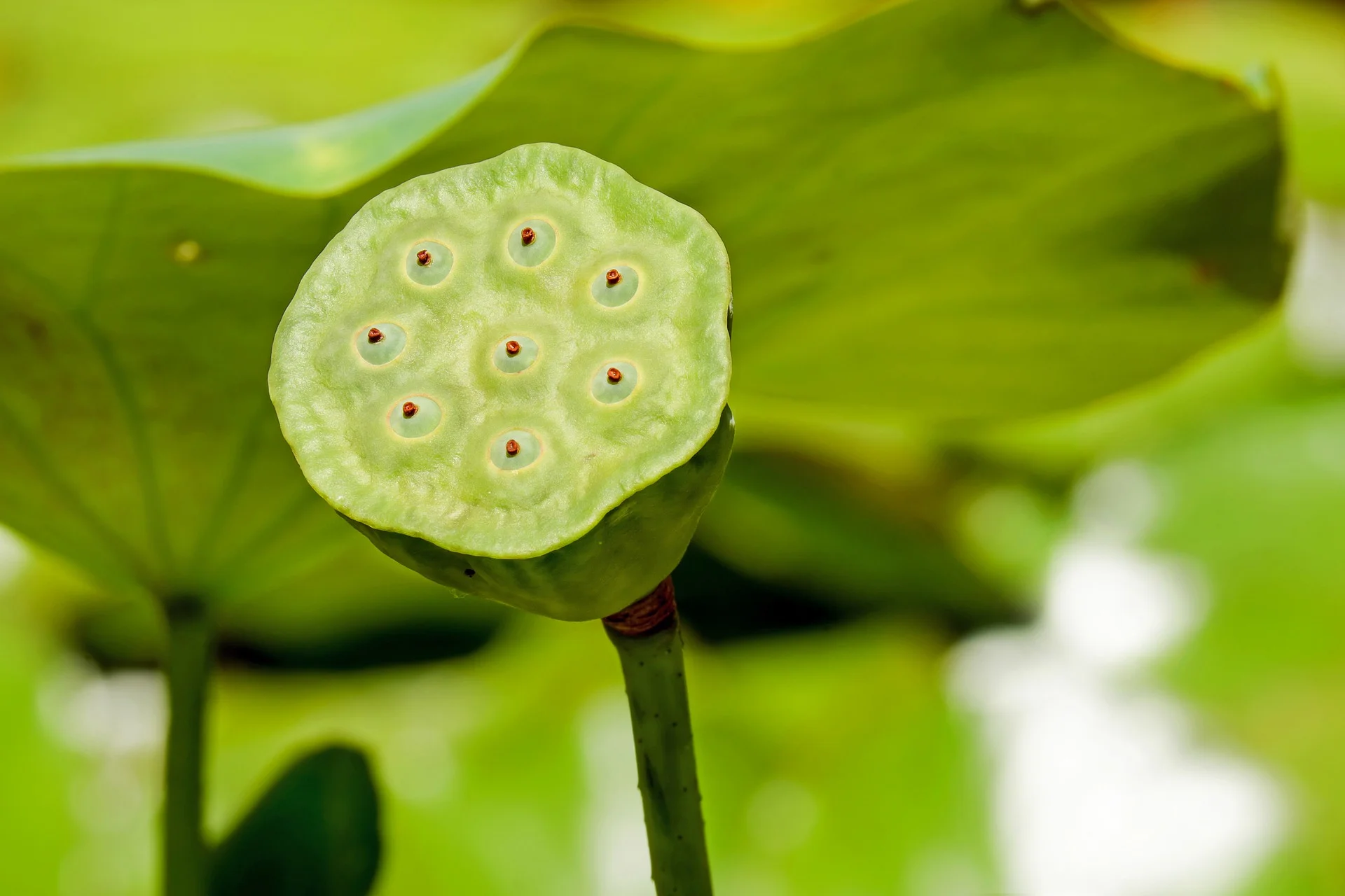 lotus-flower-2506451_1920.jpg