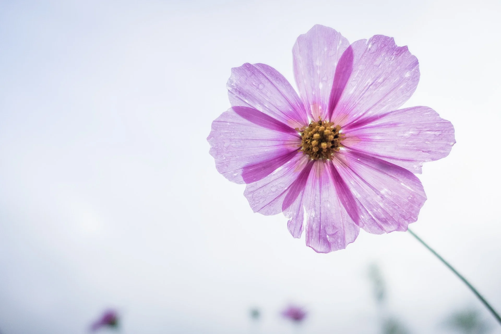 cosmos-flower-1712177_1920.jpg