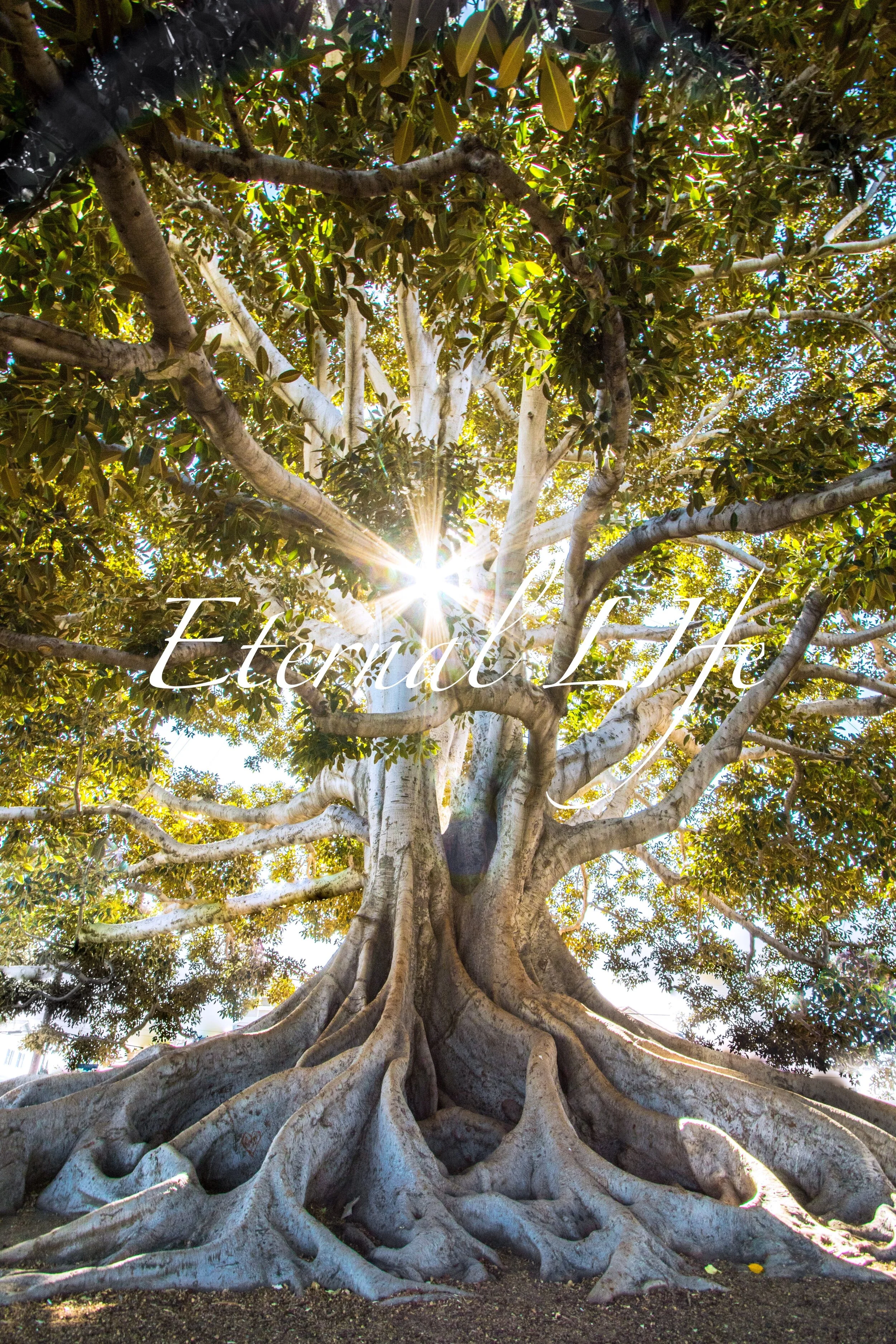     

 
    What must  you do to have eternal life?&nbsp; First ask the question, listen for the answer, and then do whatever Jesus tells you to do!   Jesus was setting out on His journey when a man knelt before Him and asked Jesus what he had to do