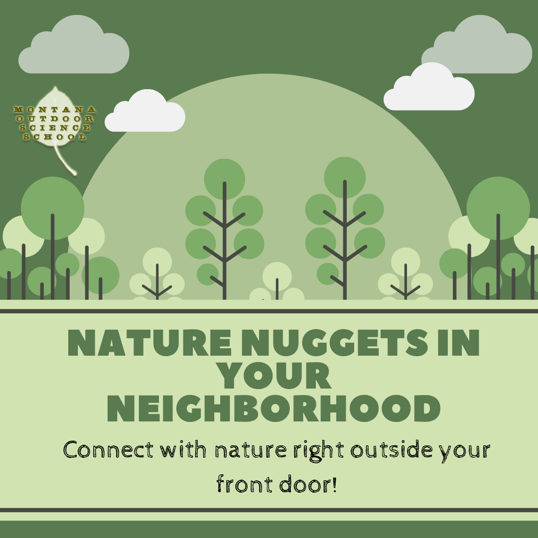 nature nuggets in your neighborhood.png