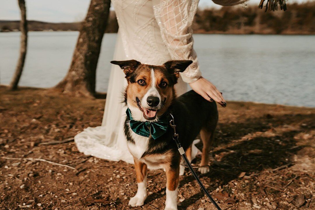 Small weddings with awesome people &amp; adorable dogs are ✨the best✨