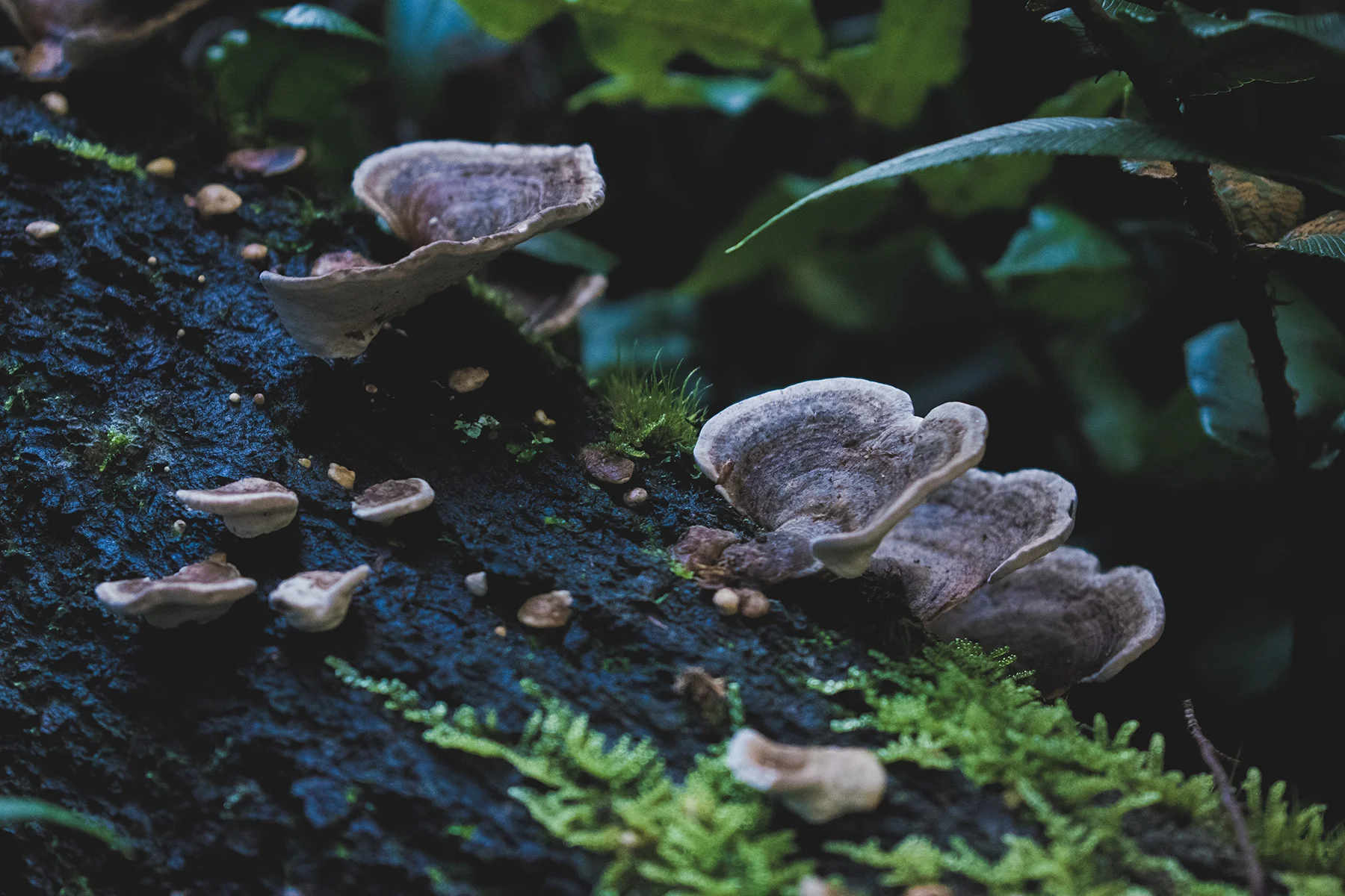 FlatMushrooms_72DPI.jpg