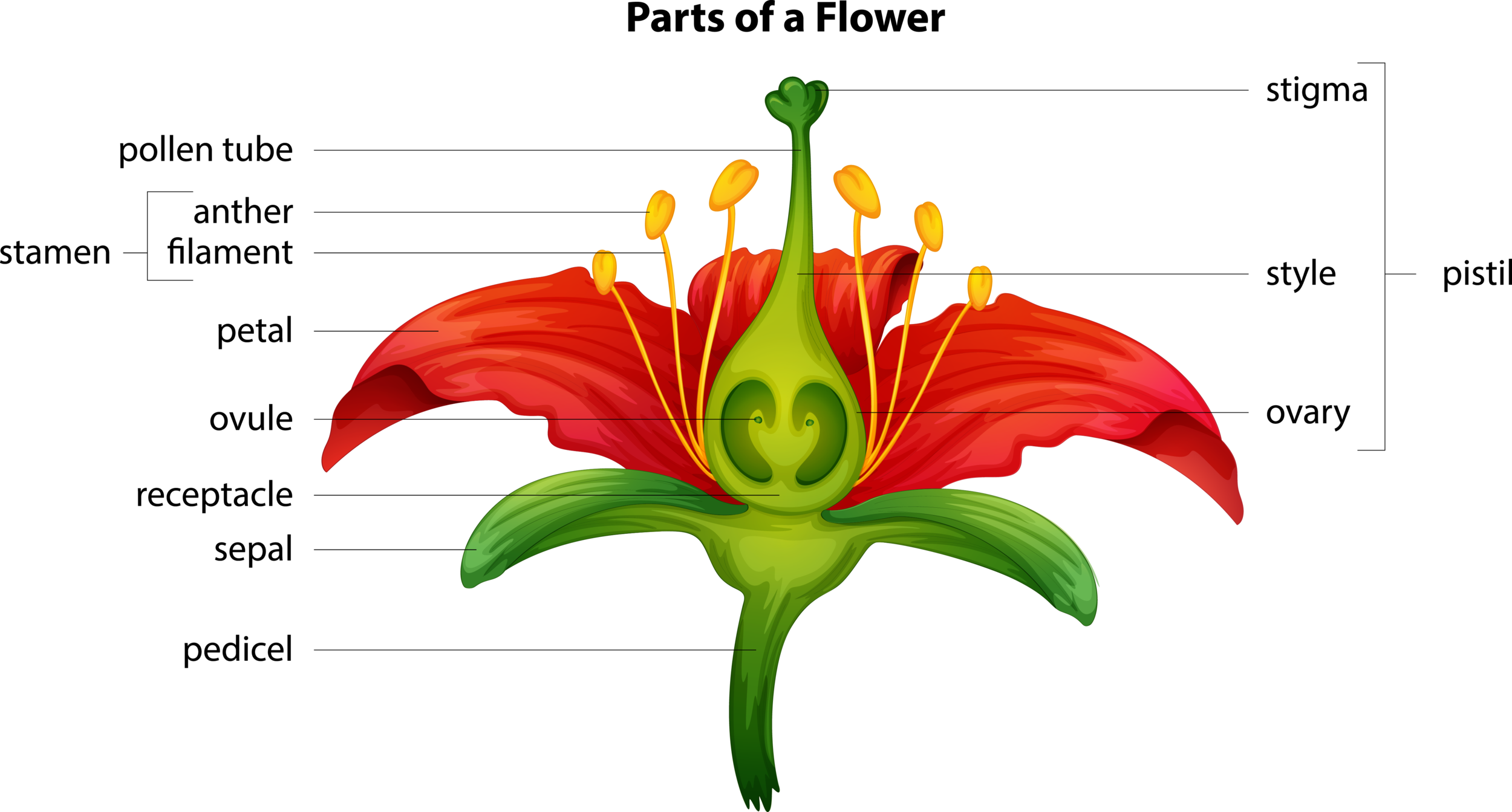 How to Create a Rose?