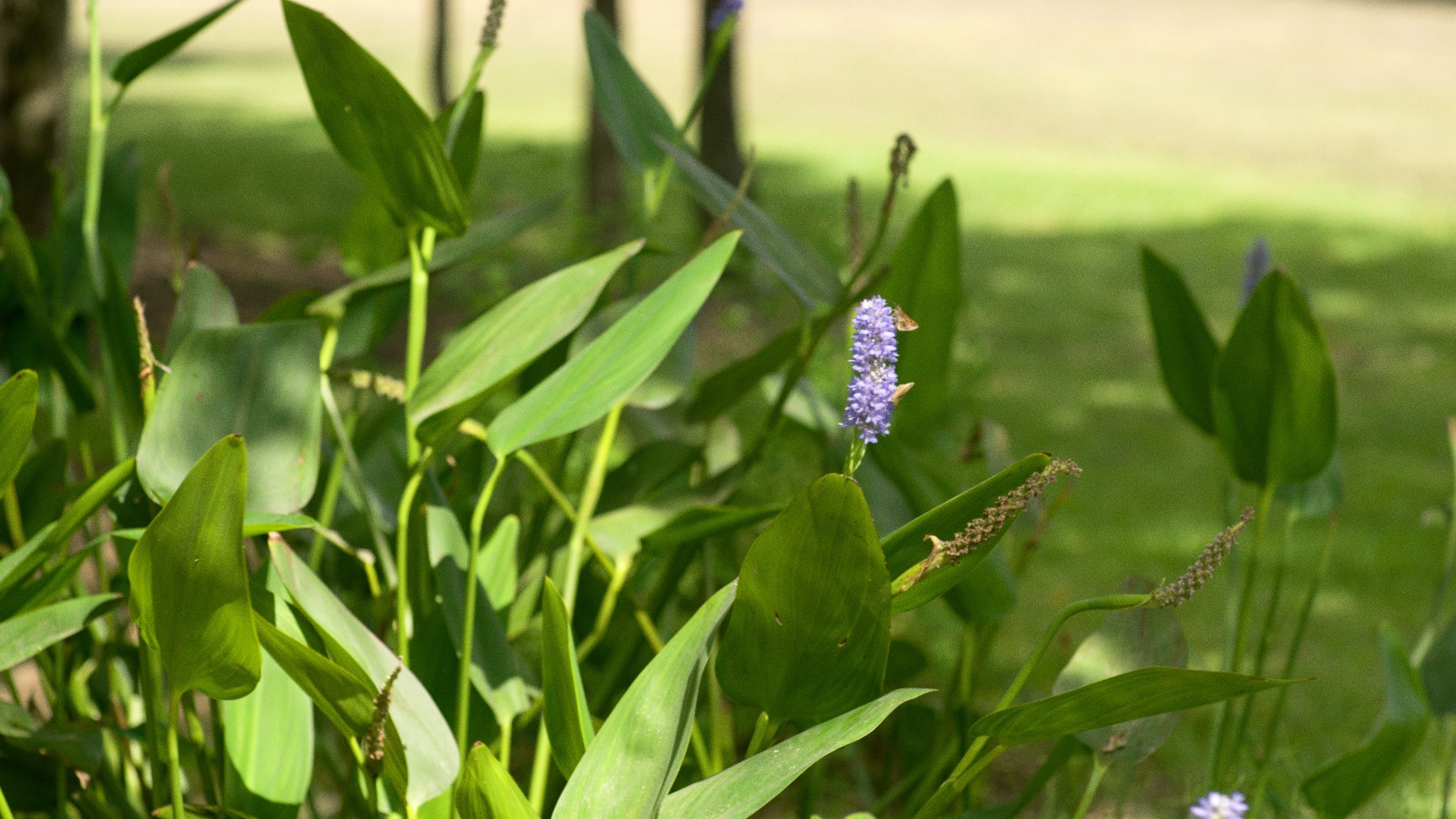 butterflies on purple flowers venue landscaping