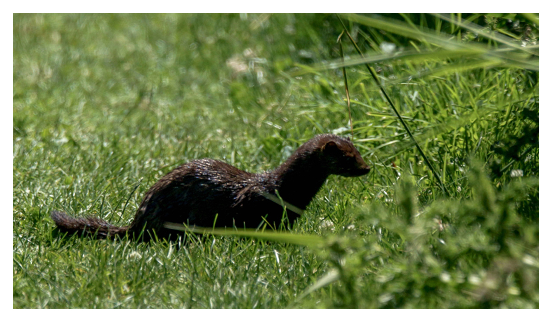 2013-06-17 Ladner Reifel Sanctuary American Mink-4