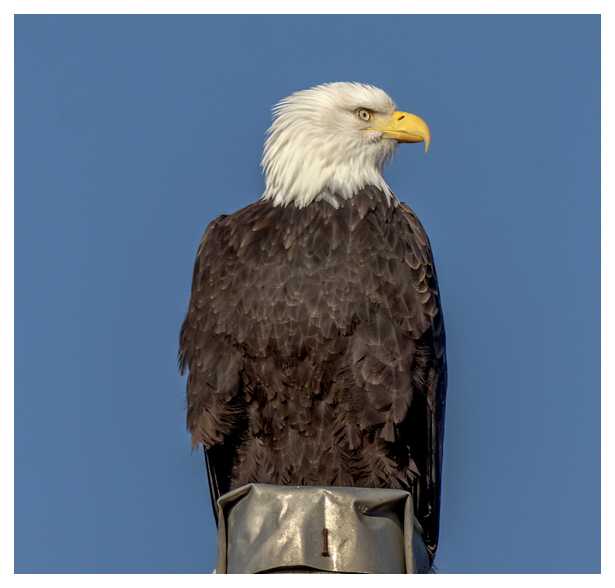 2014-01-04 Delta Boundary Bay Bald Eagle 01-2