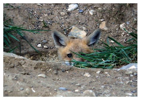 The Fox Cub