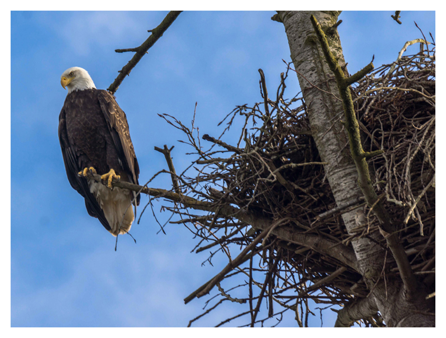 2015-02-22 Ladner Bald Eagles and Nest-12