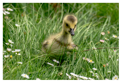 2014-05-17 Vancouver Stanley Park Canada Goose Gosling-10b