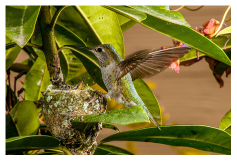 2014-06-07 Vancouver Anna's Hummingbird and Nest-1